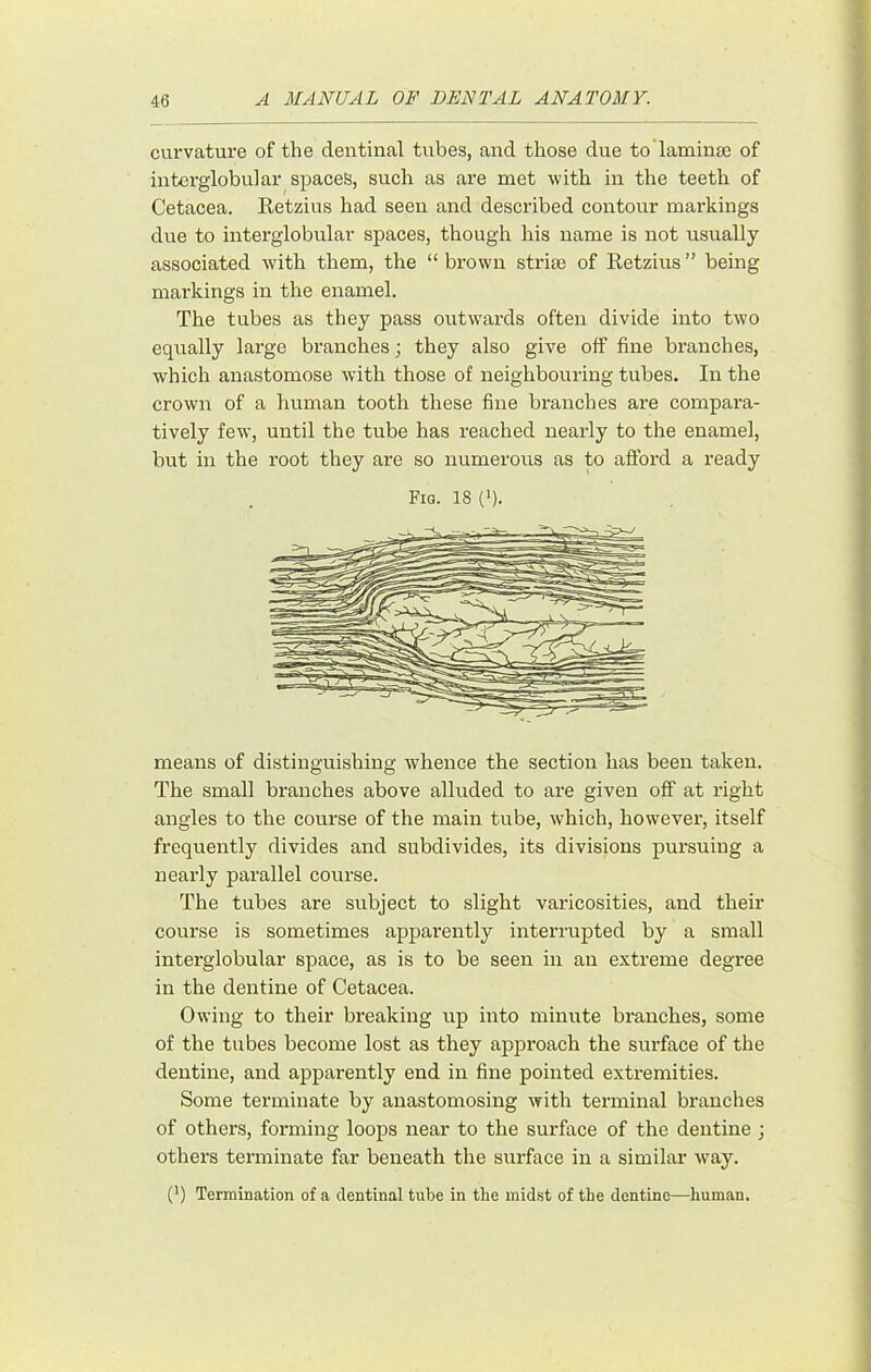 curvatui’e of the dentinal tubes, and those due to'lamina) of interglobular spaces, such as are met with in the teeth of Cetacea. Eetzius had seen and described contour markings due to interglobular spaces, though his name is not usually associated with them, the “ brown strise of Retzius ” being mai’kings in the enamel. The tubes as they pass outw'ards often divide into two equally large branches; they also give off fine branches, which anastomose with those of neighbouring tubes. In the crown of a human tooth these fine branches are compara- tively few, until the tube has reached nearly to the enamel, but in the root they are so numerous as to afford a ready Fia. 18 (b. means of distinguishing whence the section has been taken. The small branches above alluded to are given off at right angles to the course of the main tube, which, however, itself frequently divides and subdivides, its divisions pursuing a nearly parallel course. The tubes are subject to slight varicosities, and their course is sometimes apparently interrupted by a small interglobular space, as is to be seen in an extreme degree in the dentine of Cetacea. Owing to their breaking up into minute branches, some of the tubes become lost as they approach the siu'face of the dentine, and apparently end in fine pointed extremities. Some terminate by anastomosing with terminal branches of others, forming loops near to the surface of the dentine ; others terminate far beneath the surface in a similar way. (’) Termination of a dentinal tube in tbe midst of the dentine—human.