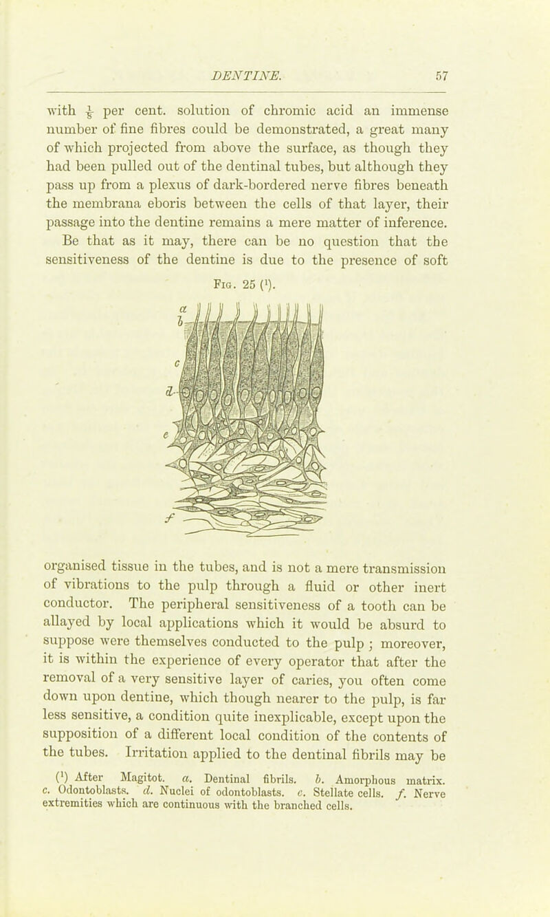 with per cent, solution of chromic acid an immense number of fine fibres could be demonstrated, a great many of which projected from above the surface, as though they had been pulled out of the dentinal tubes, but although they pass up from a plexus of dark-bordered nerve fibres beneath the membraua eboris between the cells of that layer, their passage into the dentine remains a mere matter of inference. Be that as it may, there can be no question that the sensitiveness of the dentine is due to the pi-esence of soft Fig. 25 (>). organised tissue in the tubes, and is not a mere transmission of vibrations to the pulp through a fluid or other inert conductor. The peripheral sensitiveness of a tooth can be allayed by local applications which it would be absurd to suppose Avere themselves conducted to the pulp ; moreover, it is Avithin the experience of every operator that after the removal of a very sensitive layer of caries, you often come doAvn upon dentine, Avhich though nearer to the pulp, is far less sensitive, a condition quite inexplicable, except upon the supposition of a different local condition of the contents of the tubes. Irritation applied to the dentinal fibrils may be (*) After Magi tot. a. Dentinal fibrils. h. Amorphous matrix. c. Odontoblasts, d. Nuclei of odontoblasts, e. Stellate cells. /. Nerve extremities which are continuous mth the branched cells.