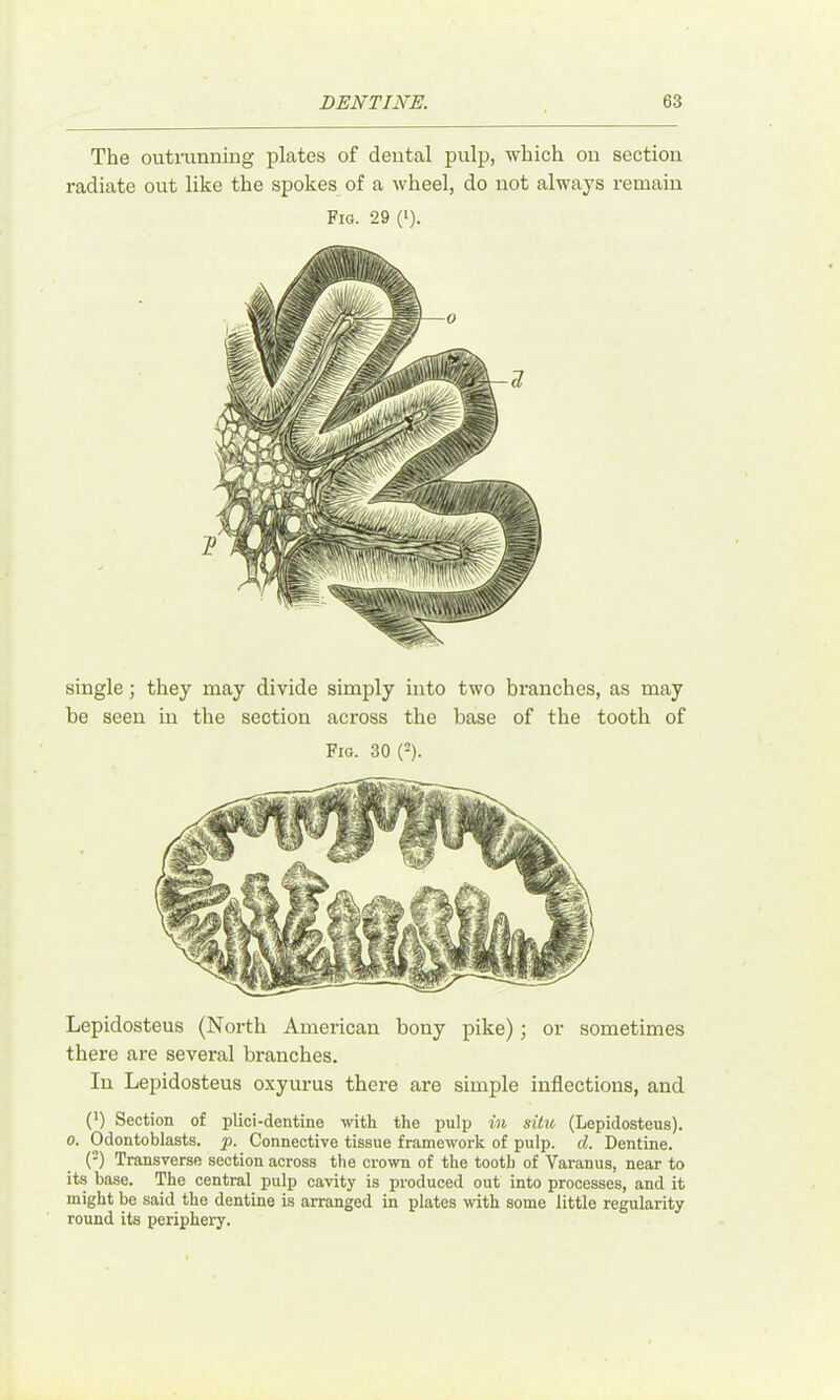 The outninning plates of dental pulp, which on section radiate out like the spokes of a wheel, do not always remain Fig. 29 ('). single; they may divide simply into two bi’anches, as may be seen in the section across the base of the tooth of Fig. 30 (=). Lepidosteus (North American bony pike); or sometimes there are several branches. In Lepidosteus oxyurus there are simple inflections, and (') Section of plici-dentine with the pulp in situ (Lepidosteus). 0. Odontoblasts, p. Connective tissue framework of pulp. d. Dentine. (-) Transverse section across the crown of the tooth of Varanus, near to its base. The central pulp cavity is produced out into processes, and it might be said the dentine is arranged in plates with some little regularity round its periphery.