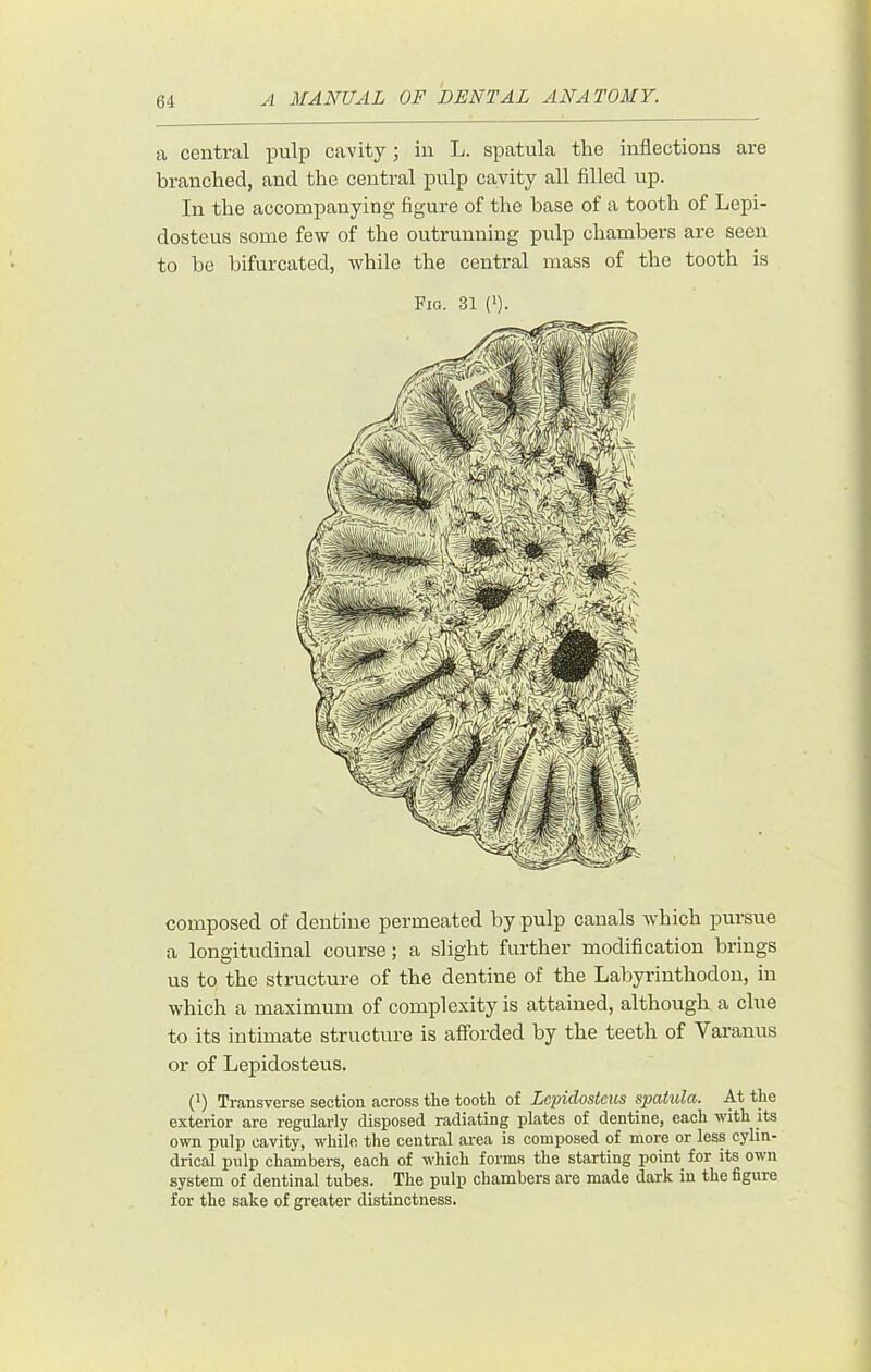 a central pulp cavity; in L. spatula the inflections are branched, and the central pulp cavity all filled up. In the accompanying figure of the base of a tooth of Lepi- dosteus some few of the outrunning pulp chambers are seen to he bifurcated, while the central mass of the tooth is Fig. 31 ('). composed of dentine permeated by pulp canals which pursue a longitudinal course; a slight further modification brings us to the structure of the dentine of the Labyrinthodon, in which a maximum of complexity is attained, although a clue to its intimate structure is afforded by the teeth of Varanus or of Lepidosteus. (^) Transverse section across tlie tooth of Lepidosteus sputulci. At the exterior are regularly disposed radiating plates of dentine, each with its own pulp cavity, while the central area is composed of more or less cylin- drical pulp chambers, each of which forms the starting point for its own system of dentinal tubes. The pulp chambers are made dark in the figure for the sake of greater distinctness.