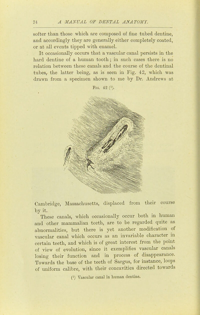 softer than those which are composed of fine tubed dentine, and accordingly they are generally either completely coated, or at all events tipped with enamel. It occasionally occurs that a vascular canal persists in the hard dentine of a human tooth; in such cases there is no relation between these canals and the course of the dentinal tubes,, the latter being, as is seen in Fig. 42, which was drawn from a specimen shown to me by Dr. Andrews at Fig. 42 (i). Cambridge, Massachusetts, displaced from their course by it. These canals, which occasionally occur both in human and other mammalian teeth, are to be regarded quite as abnormalities, but there is yet another modification of vascular canal which occurs as an invariable character in certain teeth, and which is of great interest from the point of view of evolution, since it exemplifies vascular canals losing their function and in process of disappearance. Towards the base of the teeth of Sargus, for instance, loops of uniform calibre, with their concavities directed towards (*) Vascular canal in human dentine.