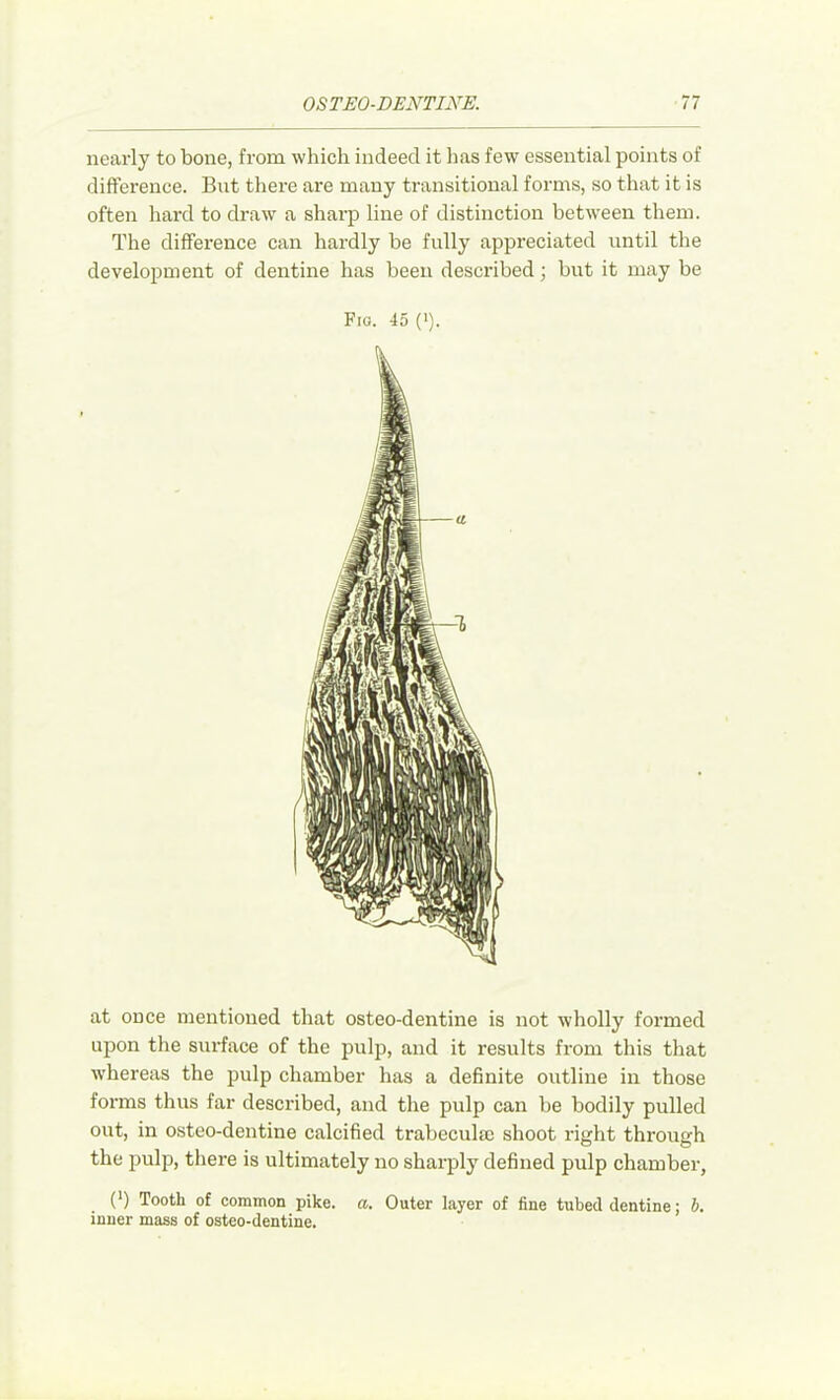 nearly to bone, from which indeed it has few essential points of difference. But there are many transitional forms, so that it is often hard to draw a sharp line of distinction between them. The difference can hardly be fully appreciated until the development of dentine has been described; but it may be Fio. 45 ('). at once mentioned that osteo-dentine is not wholly formed upon the surface of the pulp, and it results from tliis that w’hereas the pulp chamber has a definite outline in those foi'ms thus far described, and the pulp can be bodily pulled out, in osteo-dentine calcified trabecula) shoot right through the pulp, there is ultimately no sharply defined pulp chamber, (*) Tooth of common pike. a. Outer layer of fine tubed dentine; b, inner mass of osteo-dentine.