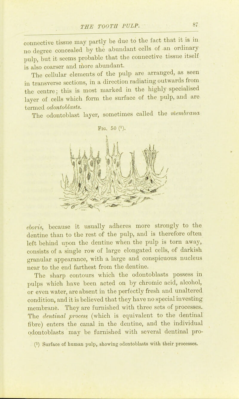 TEE TOOTH PULP. connective tissue may partly be due to the fact that it is in no degree concealed by the abundant cells of an oidinaiy pulp, but it seems pi'obable that the connective tissue itself is also coarser and rhore abundant. The cellular elements of the pulp are arranged, as seen in transverse sections, in a direction radiating outwards from the centre; this is most marked in the highly specialised layer of cells which form the surface of the pulp, and are termed odontoblasts. The odontoblast layer, sometimes called the nlembrana Fig. 50 ('). eboi-ts, because it usually adheres more strongly to the dentine than to the rest of the pulp, and is therefore often left behind upon the dentine when the pulp is torn away, consists of a single row of large elongated cells, of darkish granular appearance, with a large and eonspieuous nucleus near to the end farthest from the dentine. The sharp contours which the odontoblasts possess in pulps which have been acted on by chromic acid, alcohol, or even water, are absent in the perfectly fresh and unaltered condition, and it is believed that they have no speeial investing membrane. They are furnished with three sets of processes. The dentinal process (which is equivalent to the dentinal fibre) enters the canal in the dentine, and the individual odontoblasts may be furnished with several dentinal pro- (b Surface of human pulp, showing odontoblasts with their processes.
