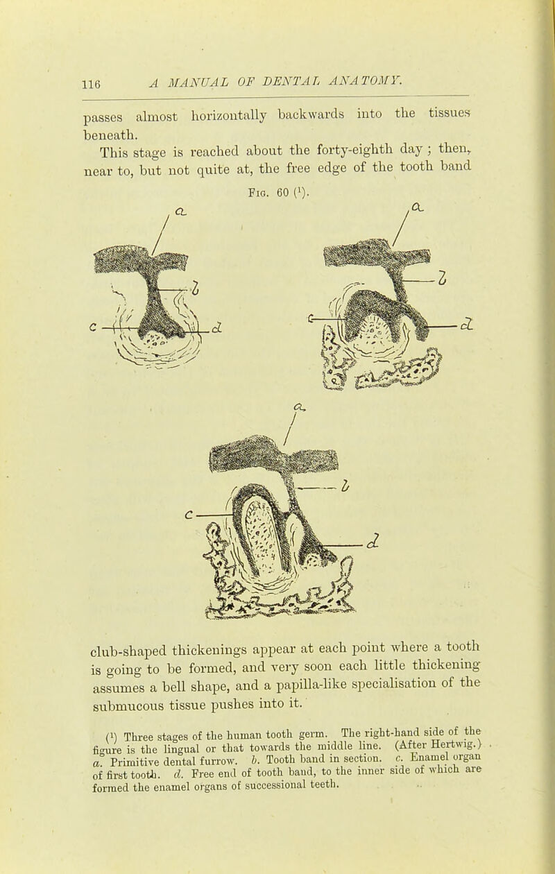 passes almost horizontally backwards into the tissues beneath. This stage is reached about the forty-eighth day j then, near to, but not quite at, the free edge of the tooth band Fig. 60 (’). club-shaped thickenings appear at each iDoint where a tooth is going to be formed, and very soon each little thickening assumes a bell shape, and a papilla-like specialisation of the submucous tissue pushes into it. (1) Three stages of the human tooth germ. The right-hand side of the fi<Ture is the lingual or that towards the middle line. (After Hertwig.) a Primitive dental furrow. &. Tooth band in section, c. Enamel organ of first tooth, d. Free end of tooth baud, to the inner side of which are formed the enamel organs of successional teeth.