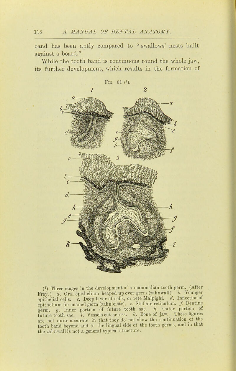 band has been aptly compared to “ swallows’ nests built against a board.” While the tooth band is continuous round the whole jaw, its further development, which results in the formation of Fig. 61 (>). / 2 (') Three stages in the development of a mammalian tooth germ. (After Frey.) a. Oral epithelinm heaped up over germ (zahnwall). b. Younger epithelial cells, c. Deep layer of cells, or rete Malpighi, d. Inflection of epithelinm for enamel germ (zahnleiste). c. Stellate reticulum, Dentine germ. Inner portion of future tooth sac. li. Outer portion of future tooth sac. i. Vessels cut across, k. Bone of jaw.^ These figures are not quite accurate, in that they do not show the continuation of the tooth hand beyond and to the lingual side of the tooth germs, and in that the zahnwall is not a general typical structure.