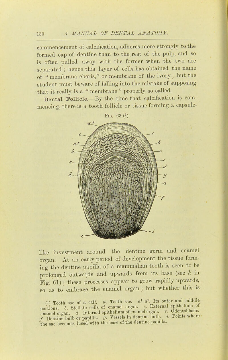 commencement of calcification, adheres more strongly to the formed cap of dentine than to the rest of the pulp, and so is often pulled away with the former when the two are sepai’ated ; hence this layer of cells has obtained the name of “membrana eboris,” or membrane of the ivory; but the student must beware of falling into the mistake of supposing that it really is a “ membrane ” properly so called. Dental Follicle.—By the time that calcification is com- mencing, there is a tooth follicle or tissue forming a capsule- Fio. 63 (>). like investment around the dentine germ and enamel organ. At an early period of development the tissue form- ing the dentine papilla of a mammalian tooth is seen to be prolonged outwards and upwards from its base (see /i in Fig. 61); these processes appear to grow rapidly upwards, so as to embrace the enamel organ ; but whether this is (b Tooth sac of a caif. a. Tooth sac. cT a?. Its outer and middle portions. 6. Stellate cells of enamel organ, c. External ^ithelmm of enamel organ, d. Internal epithelium of enamel organ c. Odontoblasts. f. Dentine bulb or papilla, g. Vessels in dentine bulb. Points where- the sac becomes fused with the base of the dentine papilla.