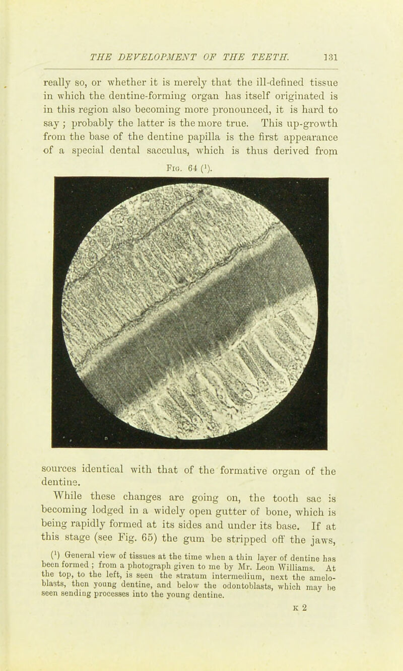 really so, or whether it is merely that the ill-defined tissue in which the dentine-forming organ has itself originated is in this region also becoming more pronounced, it is hard to say ; probably the latter is the more true. This up-growth from the base of the dentine papilla is the first appearance of a special dental sacculus, which is thus derived from Fig. 64 (■). sources identical with that of the formative organ of the dentine. While these changes are going on, the tooth sac is becoming lodged in a widely open gutter of bone, which is being rapidly formed at its sides and under its base. If at this stage (see Fig. 65) the gum be stripped off the jaws, (') General view of tissues at the time when a thin layer of dentine has been formed ; from a photograph given to me by Mr. Leon Williams. At the top, to the left, is seen the stratum intermedium, next the amelo- blasts, then young dentine, and below the odontoblasts, which may he seen sending processes into the young dentine. K 2