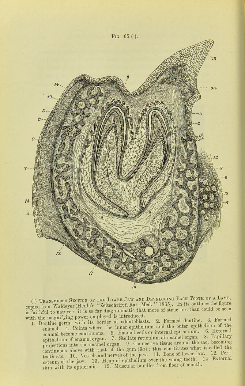 Fig. 65 ('). ,1 V \ S <if Tkansvekse Section of the Lower Jaw and Developing Back Tooth of a Lamb, copieJ from Waldeyer (Henle’s “Zeitschriftf.Rat. Med.,” 1865). In its onthnes the figure is faithful to nature ; it is so far diagrammatic that more of structure than could be seen with the magnifying power employed is introduced. , , ,. o w a 1 Dentine germ, with its border of odontoblasts. 2. Formed dentine. 3. Fo^ed enamel 4. Points where the inner epithelium and the outer epithelium of the enamel become continuous. 5. Enamel cells or internal epithelium. 6. External epithelium of enamel organ. 7. Stellate reticulum of enamel orgm. 8. 1 apilhyy projections into the enamel organ. 9. Connective tissue around the sac, becoming Lntinuous above with that of the gum (9a); this constitutes what is called the tooth sac. 10. Vessels and nerves of the jaw. 11. Bone of lower jav . I-’ f osteum of the jaw. 13. Heap of epithelium over the young tooth 14. External skin with its epidermis. 15. Muscular bundles from floor of mouth.