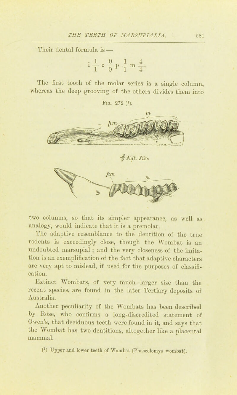 Their dental formula is — 4 4 Tlie first tooth of the molar series is a single column, whereas the deep grooving of the others divides them into Fig. 272 ('). 3 Nat. Size. two columns, so that its simpler appearance, as well as analogy, would indicate that it is a prcmolar. The adaptive resemblance to the dentition of the true rodents is exceedingly close, though tlie Wombat is an undoubted mai-supial; and tlie very closeness of the imita- tion is an exemplification of the fact that adaptive charactera are very apt to mislead, if used for the purposes of classifi- cation. Extinct Wombats, of very much larger size than the recent species, are found in the later Tertiary deposits of Australia. Another peculiarity of the AVombats has been described by Rose, who confirms a long-discredited statement of Owen’s, that deciduous teeth were found in it, and says that the AVombat has two dentitions, altogether like a placental mammal. (') Upper and lower teeth of AVombat (Phascolomys wombat).