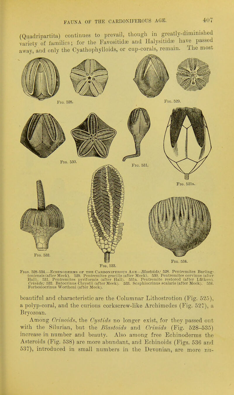 (Quadripartita) continues to prevail, though in greatly-dirainished variety of families; for the Favositida3 and Halysitida3 have passed away, and only the Cyathophylloids, or cup-corals, remain. The most Fio. 532 Fig. 534. FiQ. 533. Figs. 528-.534.—Echinoderms op the CAUBONiPEitnus kr-r.—Blastoids: 528. Penlremites Bnrling- toniensis (after Meek). .529. Poiitremiteg (rracilis (after Meek). .530. Pentreraitei? cerviniis (iificr Hall). 531. Pentremites pyriformis (after Hall). 531a. Pentremite restored (after Ltitkeii). Cniiids: 5.32. Batocrinns Clirystii (after Meek). 533. Scaphiocrinus scalaris (after Meek). .5.34. Forbesiocrinus Wortheni (after Meek). beautiful and characteristic are the Columnar Lithostrotion (Fig. 525), a polyp-coral, and the curious corkscrew-like Archimedes (Fig. 527), a Bryozoan. Among C'rinoids, the Cystids no longer exist, for they passed out with the Silurian, but the Blastoids and Crinids (Fig. 528-535) increase in number and beauty. Also among free Echinoderms the Asteroids (Fig. 538) are more abundant, and Echinoids (Figs. 536 and 537), introduced in small numbers in the Devonian, are more nu-