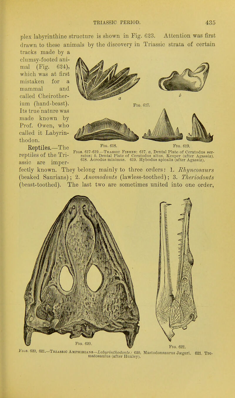 Fig. 017. plox labyrinthine structure is shown in Fig. 023. Attention was first drawn to these animals by the discovery in Triassic strata of certain tracks made by a clumsy-footed ani- mal (Fig. 024), which was at first mistaken for a mammal and called Cheirother- ium (hand-beast). Its true nature was made known by Prof. Owen, who called it Labyrin- thodon. Reptiles.—The .. i £ m • Figs. 617-619.—Trassio Fishes: 617. a, Dental Plate of Ceratodns ser- reptlies OI tne in- mtus; b. Dental Plate of Ceratodns altns. Kenper (after Agassiz). 618. Acrodus minimus. 619. Hybodus apicalis (after Agassiz). assic are imper- fectly known. They belong mainly to three orders: 1. Rhyncosaurs (beaked Saurians); 2. Anomodonts (lawless-toothed); 3. TJiei'iodonts (beast-toothed). The last two are sometimes united into one order, Fig. 618. Fig. 619. ^ Fig. 621. Fiu8. 020, 681.—TiiiABSio AMPHiBiAN8-Zf7i?/W«/!/wto»/s,- 620. Mastodonsaurus JcDgeri. 621 Tre- matosaurus (after Huxley).