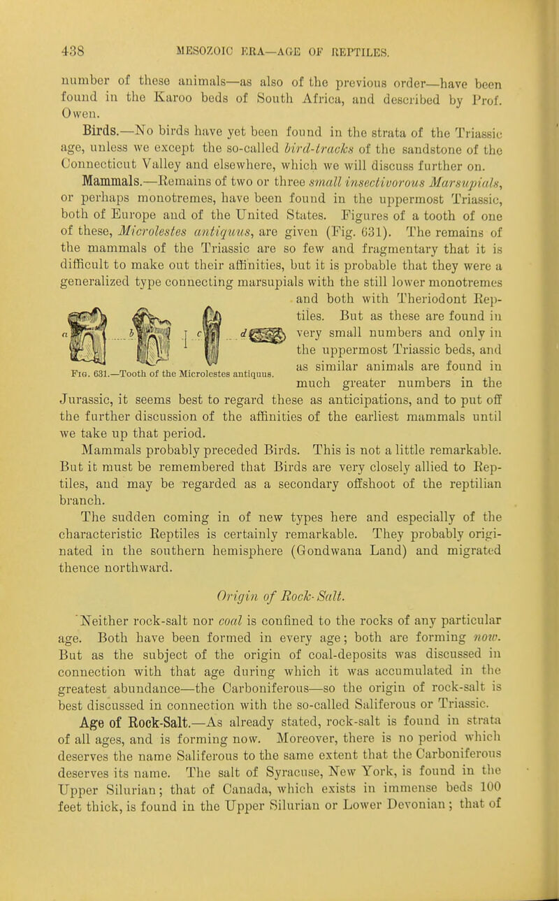 Fig. 631.—Tooth of the Microlestes antiquus. uumber of these animals—as also of the previous order—have been found iu the Karoo beds of South Africa, and described by Prof. Owen. Birds.—No birds have yet been found in the strata of the Triassic age, unless we except tlie so-called bird-travlcn of the sandstone of the Connecticut Valley and elsewhere, which we will discuss further on. Mammals.—Remains of two or three small insectivorous Marsupials, or perhaps monotremes, have been found in the uppermost Triassic, both of Europe and of the United States. Figures of a tooth of one of these, Microlestes antiqims, are given (Fig. G31). The remains of the mammals of the Triassic are so few and fragmentary that it is difficult to make out their affinities, but it is probable that they were a generalized type connecting marsupials with the still lower monotremes and both with Theriodont Eep- tiles. But as these are found in very small numbers and only in the uppermost Triassic beds, and as similar animals are found in much greater numbers in the Jurassic, it seems best to regard these as anticipations, and to put off the further discussion of the affinities of the earliest mammals until we take up that period. Mammals probably preceded Birds. This is not a little remarkable. But it must be remembered that Birds are very closely allied to Rep- tiles, and may be regarded as a secondary offshoot of the reptilian branch. The sudden coming in of new types here and especially of the characteristic Reptiles is certainly remarkable. They probably origi- nated in the southern hemisphere (Gondwana Land) and migrated thence northward. Origin of Roch Salt. Neither rock-salt nor coal is confined to the rocks of any particular age. Both have been formed in every age; both are forming noro. But as the subject of the origin of coal-deposits was discussed in connection with that age during which it was accumulated in the greatest abundance—the Carboniferous—so the origin of rock-salt is best discussed in connection with the so-called Saliferous or Triassic. Age of Rock-Salt.—As already stated, rock-salt is found in strata of all ages, and is forming now. Moreover, there is no period which deserves the name Saliferous to the same extent that the Carboniferous deserves its name. The salt of Syracuse, New York, is found in the Upper Silurian; that of Canada, which exists in immense beds 100 feet thick, is found in the Upper Silurian or Lower Devonian ; that of