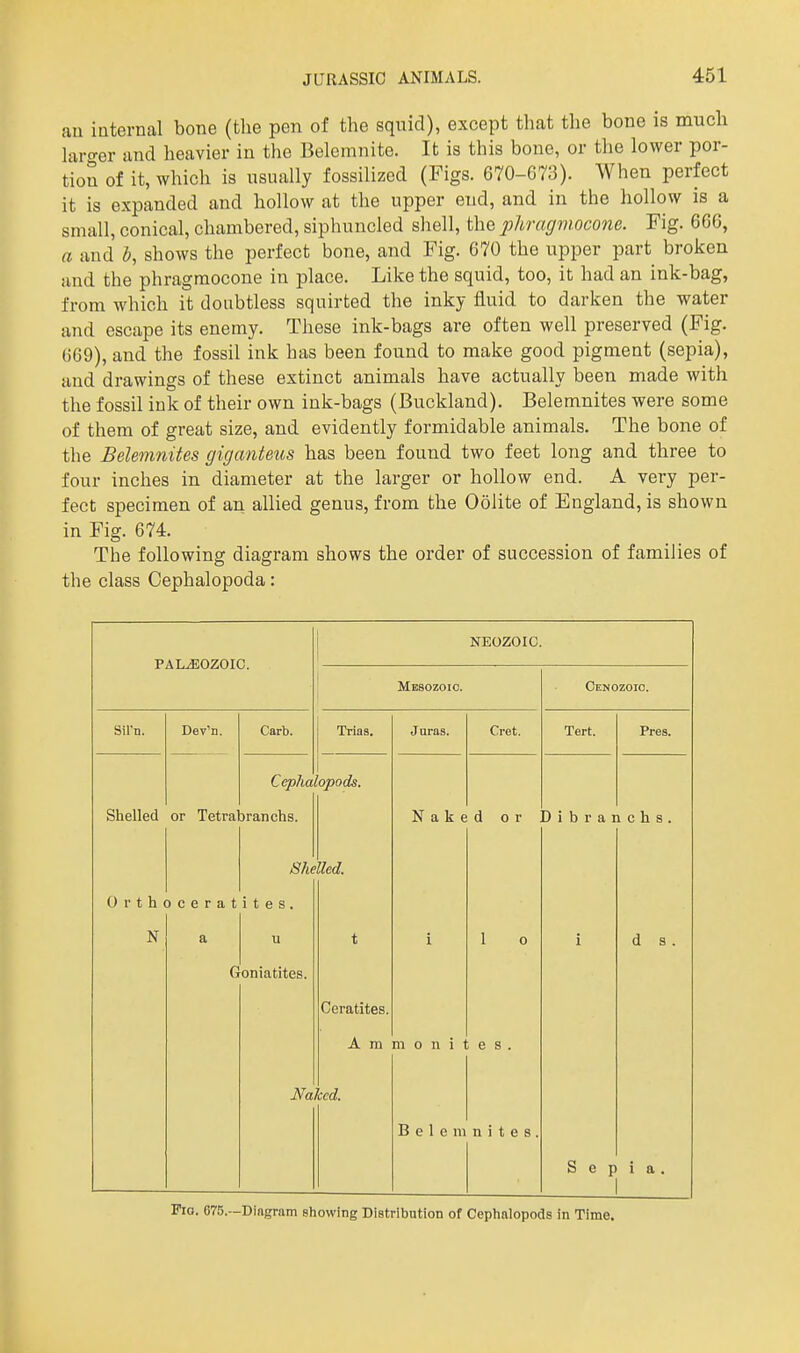 au internal bone (the pen of the squid), except that the bone is much hiro-er and heavier in the Belemnite. It is this bone, or the lower por- tion of it, which is usually fossilized (Figs. 670-673). When perfect it is expanded and hollow at the upper end, and in the hollow is a small, conical, chambered, siphuncled shell, the j^hragmocone. Fig. 666, a and b, shows the perfect bone, and Fig. 670 the upper part broken and the phragraocone in place. Like the squid, too, it had an ink-bag, from which it doubtless squirted the inky fluid to darken the water and escape its enemy. These ink-bags are often well preserved (Fig. G69), and the fossil ink has been found to make good pigment (sepia), and drawings of these extinct animals have actually been made with the fossil ink of their own ink-bags (Buckland). Belemnites were some of them of great size, and evidently formidable animals. The bone of the Belemnites giganteus has been found two feet long and three to four inches in diameter at the larger or hollow end. A very per- fect specimen of an allied genus, from the Oolite of England, is shown in Fig. 674. The following diagram shows the order of succession of families of the class Cephalopoda: PALEOZOIC. NEOZOIC. 1 Mesozoio. 1 Cenozoio. Sirn. Dev'n. or Tetra D c e r a t a G Garb. Trias. Juras. Cret. Tert. Pres. Shelled 0 r t h N Cepha )ranchs. She i t e s . u oniatites. 'opods. lied. t Ceratites. A m icd. N a k e i m 0 n i B e 1 e ni d or 1 0 e s . n i t e 8 . [) i b r a 1 i Sep 1 c h s . d s . i a . Fio. 675.—Diagram showing Distribution of Cephalopods in Time.