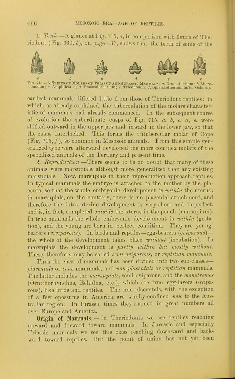 1. Teelk.—K glance at Fig. 715, a, in comparison with figure of Tlie- riodont (Fig. 030, 0), on page 437, sliows that tlio teeth of some of tlie a b c d e f Fk;. 715.—a Series of MoLAns op TniAssio and JniiAasio Mammal: a, nroinalheriiim: b. Micro- couoilon; c, Aiiipliilobteti; d, Pliascolotlierium; «, Tricouodon;/, Splulucotherium(uf lur Osborii). earliest mammals differed little from those of Theriodont reptiles; in Avhioh, as already explained, the tubercnlation of the molars character- istic of mammals had already commenced. In the subsequent course of evolution the subordinate cusps of Fig. 715, a, b, c, e, were shifted outward in the upper jaw and inward in the lower jaw, so that the cusps interlocked. This forms the tritubercular molar of Cope (Fig. 715,/), so common in Mesozoic animals. From this simple gen- eralized type were afterward developed the more complex molars of the specialized animals of the Tertiary and present time. 2. Reproduction.—There seems to be no doubt that many of these animals were marsupials, although more generalized than any existing marsupials. Now, marsupials in their reproduction approach reptiles. In typical mammals the embryo is attached to the mother by the pla- centa, so that the whole embryonic development is loithin the uterus; in marsupials, on the contrary, thei'e is no placental attachment, and therefore the intra-uterine development is very short and imperfect, and is, in fact, completed outside the uterus in the pouch (marsupium). In true mammals the whole embryonic development is within (gesta- tion), and the young are born in pei'fect condition. They are young- bearers {viviparous). In birds and reptiles—egg-bearers (oviparous)— the whole of the development takes place ivithotit (incubation). In marsupials the development is partly within iut mostly without. These, therefore, may be called semi-oviparous., or reptilian mammals. Thus the class of mammals has been divided into two sub-classes— placentals or true mammals, and non-placentals or reptilian mammals. The latter includes the mm'supials, semi-oviparous, and the monotremes (Ornithorhynchus, Echidna, etc.), which are true egg-layers (ovipa- rous), like birds and reptiles. The non-placentals, with the exception of a few opossums in America, are wholly confined now to the Aus- tralian region. In Jurassic times they roamed in great numbers all over Europe and America. Origin of Mammals. —In Theriodonts we see reptiles reaching upward and forward toward mammals. In Jurassic and especially Triassic mammals wc see this class reaching downward and back- ward toward reptiles. But the point of union has not yet been