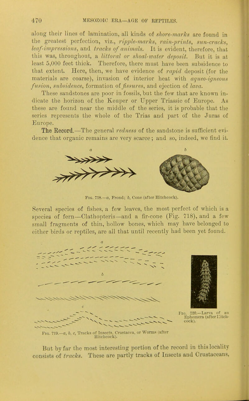 aloug their lines of lamination, all kinds of shore-marks are found in tlie greatest perfection, viz., ripple-marks, rai7i-pri7i(s, sun-cracks, leaf-impressions, and tracks of animals. It is evident, therefore, that this was, throughout, a littoral or shoal-water deposit. But it is at least 5,000 feet thick. Therefore, there must have been subsidence to that extent. Here, then, we have evidence of rapid deposit (for the materials are coarse), invasion of interior heat with uqueo-igneous fusion, subsidence, formation of fissures, and ejection of lava. These sandstones are poor in fossils, but the few that are known in- dicate the horizon of the Keuper or Upper Triassic of Europe. As these are found near the middle of the series, it is probable that the series represents the whole of the Trias and part of the Juras of Europe. The Record.—The general redness of the sandstone is sufficient evi- dence that organic remains are very scarce; and so, indeed, we find it. Fig. 718.—a, Frond; 6, Cone (after Hitchcock). Several species of fishes, a few leaves, the most perfect of which is a species of fern—Clathopteris—and a fir-cone (Fig. 718), and a few small fragments of thin, hollow bones, which may have belonged to either birds or reptiles, are all that until recently had been yet found. _~  -v Fio. 720.—Larva of an o-^ N ^--—^^-V Ephemera (afterllitcU- ^^•^^—'^^V.^^' C>->-^^^^^^ cock). Fro. 719.—a, i, c, Tracks of Insects, Crustacea, or Worms (after llitchcock). But by far the most interesting portion of the record in this locality consists of tracks. These are partly tracks of Insects and Crustaceans,