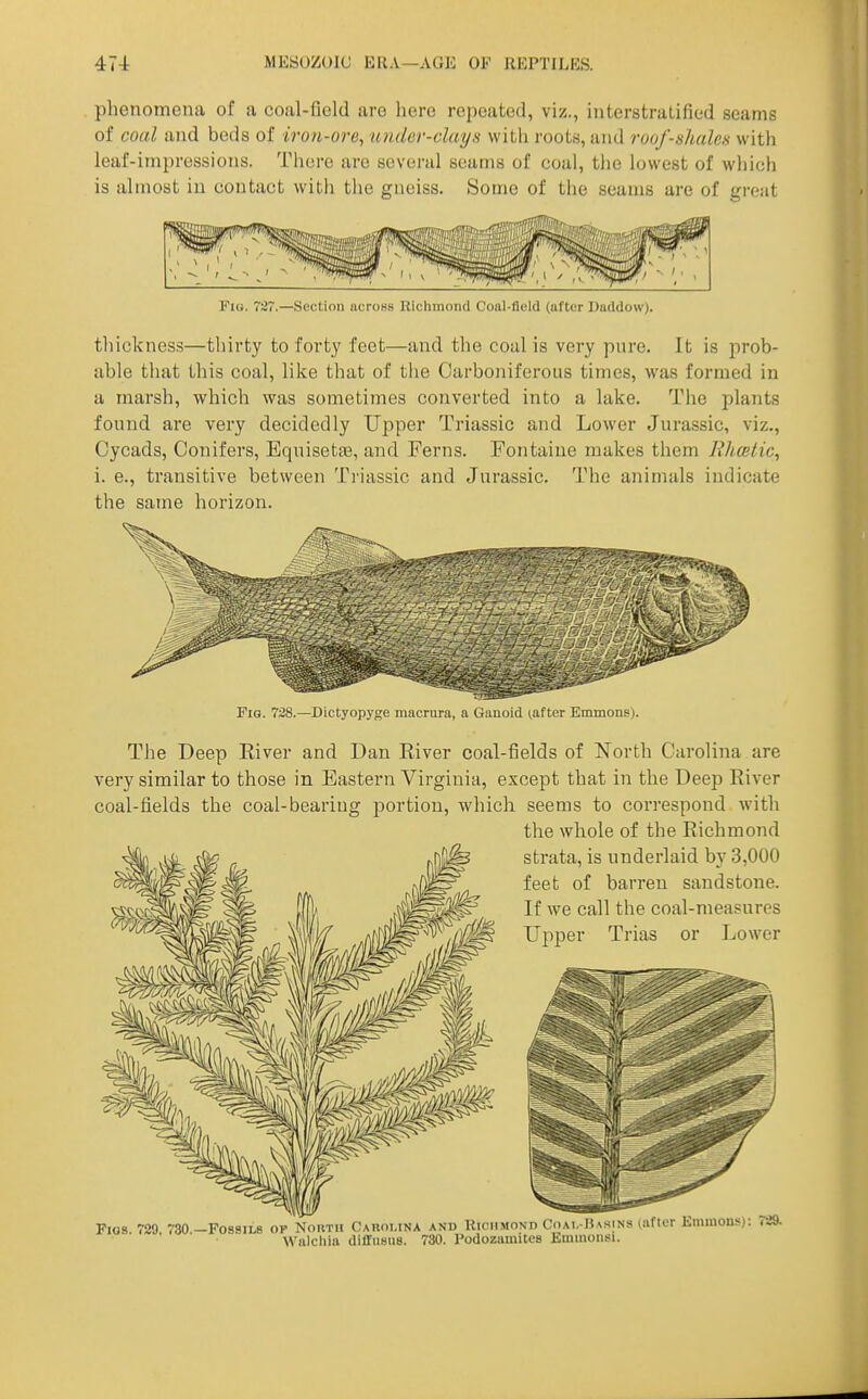 phenomena of a coal-field are here repeated, viz., interstratifiod seams of coal and beds of iron-ore, nmlor-days with roots, and roo/shales with leaf-impressions. There are several seams of coal, tlie lowest of which is almost in contact with tlie gneiss. Some of the seams are of great Fio. 727.—Section across Richmond Coal-field (after Daddow). thickness—thirty to forty feet—and the coal is very pure. It is prob- able that this coal, like that of tlie Carboniferous times, was formed in a marsh, which was sometimes converted into a lake. The plants found are very decidedly Upper Triassic and Lower Jurassic, viz., Cycads, Conifers, Equisetfe, and Ferns. Fontaine makes them Ilhceiic, i. e., transitive between Triassic and Jurassic. The animals indicate the same horizon. Fig. 728.—Dictyopyge macrura, a Ganoid (.after Emmons). The Deep River and Dan River coal-fields of North Carolina are very similar to those in Eastern Virginia, except that in the Deep River coal-fields the coal-beariug portion, which seems to correspond with the whole of the Richmond strata, is underlaid by 3,000 feet of barren sandstone. If we call the coal-measures Upper Trias or Lower Fios. 729 730—Fossils or North Cauoi.ina and Richmond Coai. Ha.si Wulcliia diffusiis. 730. Podozumites Emmonsi Ns (after Emmons): 729.