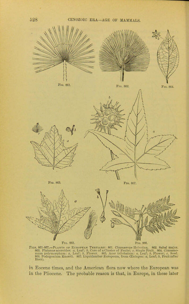 Pto. 865. Pig. 8B6. Pios. 861-867.—^Plants op Europban Teutiart: 861. Chainicrops Ilolvcticn. 862. Sabal major. 863. PlataniiB aceroides: a, Leaf; b. Core of aClusfcr of Fruits; c. Sincle Prnit. 864. Cinnamo- mnm polymorplinm; a, Leaf; h. Flower. 86.5. Acer trilobatnin: a. Leaf; b. Flower; c Seed. 806. Podogonliim Knorrii. 807. Liquidambar Europeum, from CEiiiiigeii: a. Leaf; b, Fruit (aftcr Heer). in Eocene times, and the American flora now where the European was in the Pliocene. The probable reason is that, in Europe, in these later