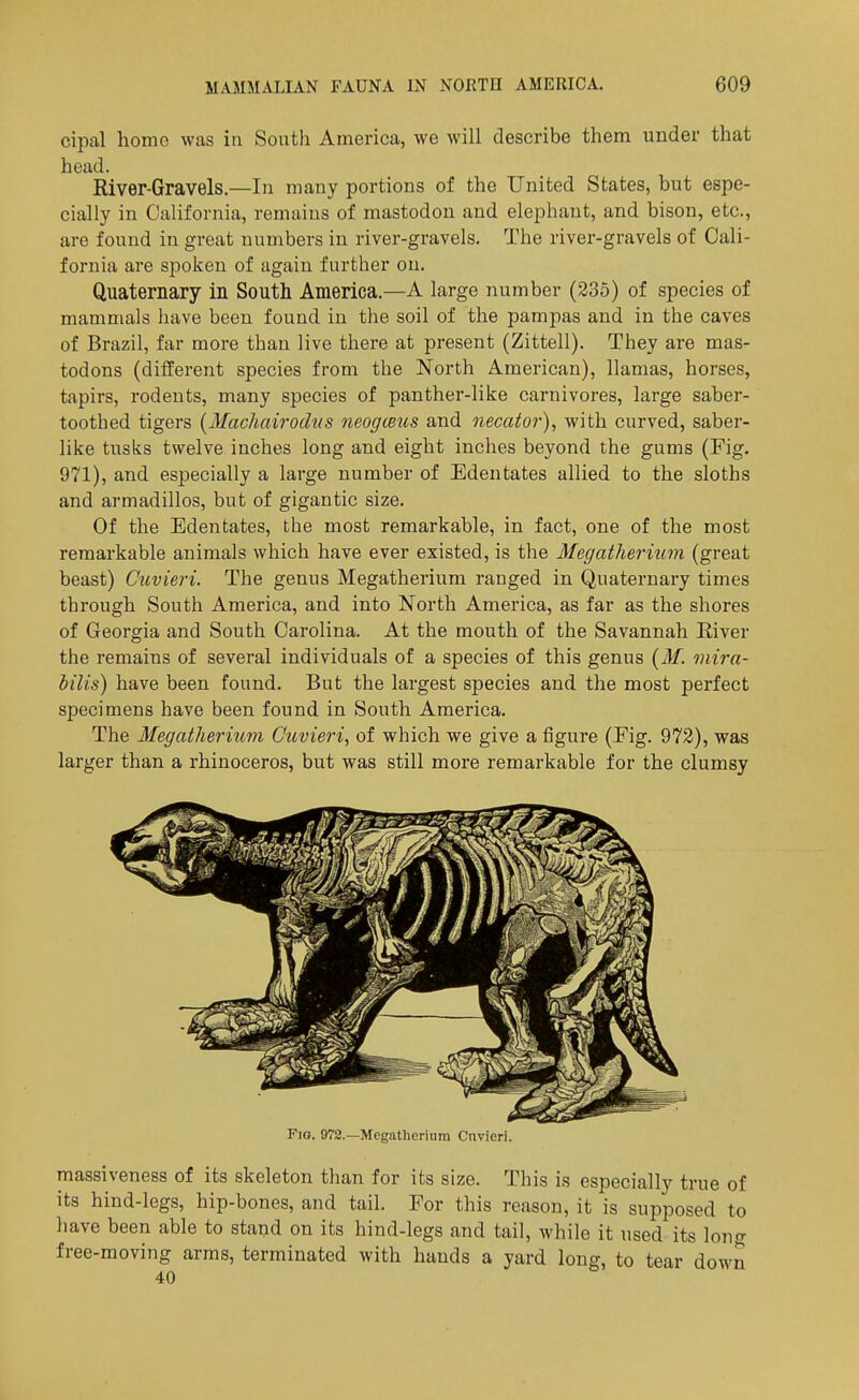 cipal home was in Sontli America, we will describe tiiem under that head. River-Gravels.—In many portions of the United States, but espe- cially in California, remains of mastodon and elephant, and bison, etc., are found in great numbers in river-gravels. The river-gravels of Cali- fornia are spoken of again further ou. Quaternary in South America.—A large number (235) of species of mammals have been found in the soil of the pampas and in the caves of Brazil, far more than live there at present (Zittell). They are mas- todons (different species from the North American), llamas, horses, tapirs, rodents, many species of panther-like carnivores, large saber- toothed tigers {Machairodtis neogmus and necator), with curved, saber- like tusks twelve inches long and eight inches beyond the gums (Fig. 971), and especially a large number of Edentates allied to the sloths and armadillos, but of gigantic size. Of the Edentates, the most remarkable, in fact, one of the most remarkable animals which have ever existed, is the Megatherium (great beast) Giivieri. The genus Megatherium ranged in Quatei'nary times through South America, and into North America, as far as the shores of Georgia and South Carolina. At the mouth of the Savannah River the remains of several individuals of a species of this genus {M. mira- iilis) have been found. But the largest species and the most perfect specimens have been found in South America. The Megatherium Ouvieri, of which we give a figure (Fig. 973), was larger than a rhinoceros, but was still more remarkable for the clumsy Pig. 972.—Megatherium Cnvieri. massiveness of its skeleton than for its size. This is especially true of its hind-legs, hip-bones, and tail. For this reason, it is supposed to have been able to stand on its hind-legs and tail, while it used its long free-moving arms, terminated with hands a yard long, to tear down