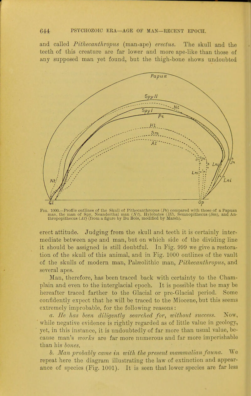 and called Pithecanthropus (man-ape) erectus. The skull and the teeth of this creature are far lower and more ape-like than those of any supposed man yet found, but the thigh-bone shows undoubted Fig. 1000.—Profile outlines of the Skull of Pithecanthropus (Pe) compared with those of a Papuan man, the man of Spy, Neanderthal man {N't), Hylobates (HI), Semnopithecus and An- thropopithecus (.Al) (from a tigure by Du Bois, modified by Marsh). erect attitude. Judging from the skull and teeth it is certainly inter- mediate between ape and man, but on which side of the dividing line it should be assigned is still doubtful. In Fig. 999 we give a restora- tion of the skull of this animal, and in Fig. 1000 outlines of the vault of the skulls of modern man, Palreolithic man, Pithecanthrojnis^ and several apes. Man, therefore, has been traced back with certainty to the Cham- plain and even to the interglacial epoch. It is possible that he may be hereafter traced farther to the Glacial or pre-Glacial period. Some confidently expect that he will be traced to the Miocene, but this seems extremely improbable, for the following reasons: a. He has been diligently searched for, without success. Now, while negative evidence is rightly regarded as of little value in geology, yet, in this instance, it is undoubtedly of far more than usual value, be- cause man's works are far more numerous and far more imperishable than his io7ies. b. Man probably came in ivith the present mainmalian fauna. We repeat here the diagram illustrating the law of extinction and appear- ance of species (Fig. 1001). It is seen that lower species arc far less