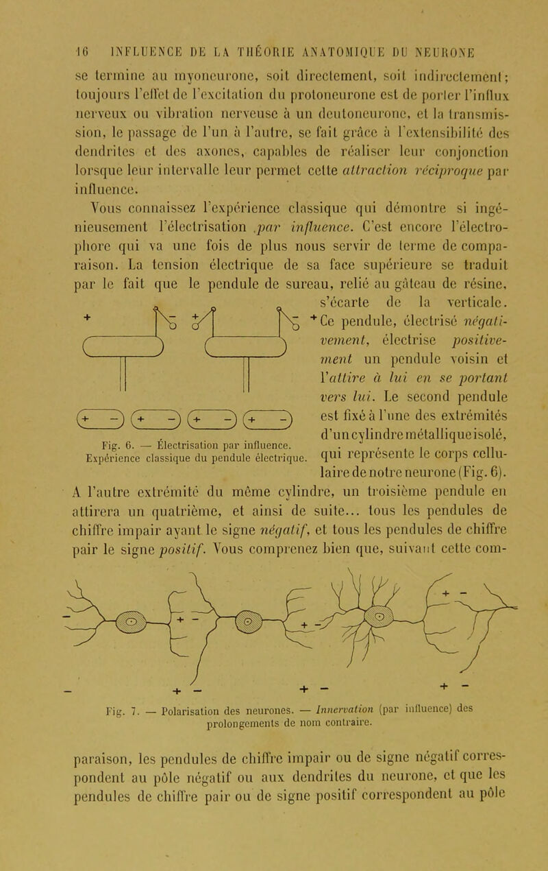 se termine au myoneuronc, soit directement, soit indirectement; toujours l'effet de l'excitation du protoneurone est de parler L'influx nerveux ou vibration nerveuse à un deutoneuronc, et la transmis- sion, le passage de l'un à l'autre, se fait grâce à l'extensibilité des dendrites et des axones, capables de réaliser leur conjonction lorsque leur intervalle leur permet cette attraction réciproque par influence. Vous connaissez l'expérience classique qui démontre si ingé- nieusement l'éleclrisation ,j>ar influence. C'est encore l'électro- pliorc qui va une fois de plus nous servir de lerme de compa- raison. La tension électrique de sa face supérieure se traduit par le fait que le pendule de sureau, relié au gâteau de résine, s'écarte de la verticale. h C ) C + Cc pendule, électrisé négati- vement, électrise positive- ment un pendule voisin et Yattire à lui en se portant vers lui. Le second pendule est fixé à l'une des extrémités d'un cylindre métallique isolé, qui représente le corps cellu- laire de notre neurone (Fig. 6). A l'autre extrémité du même cylindre, un troisième pendule en attirera un quatrième, et ainsi de suite... tous les pendules de chiffre impair ayant le signe négatif, et tous les pendules de chiffre pair le signe positif. Vous comprenez bien que, suivant cette com- oooo Figr- 6. — Électrisation par influence. Expérience classique du pendule électrique. Fig. 7. _ Polarisation des neurones. — Innervation (par influence) des prolongements de nom contraire. paraison, les pendules de chiffre impair ou de signe négatif corres- pondent au pôle négatif ou aux dendrites du neurone, et que les pendules de chiffre pair ou de signe positif correspondent au pôle