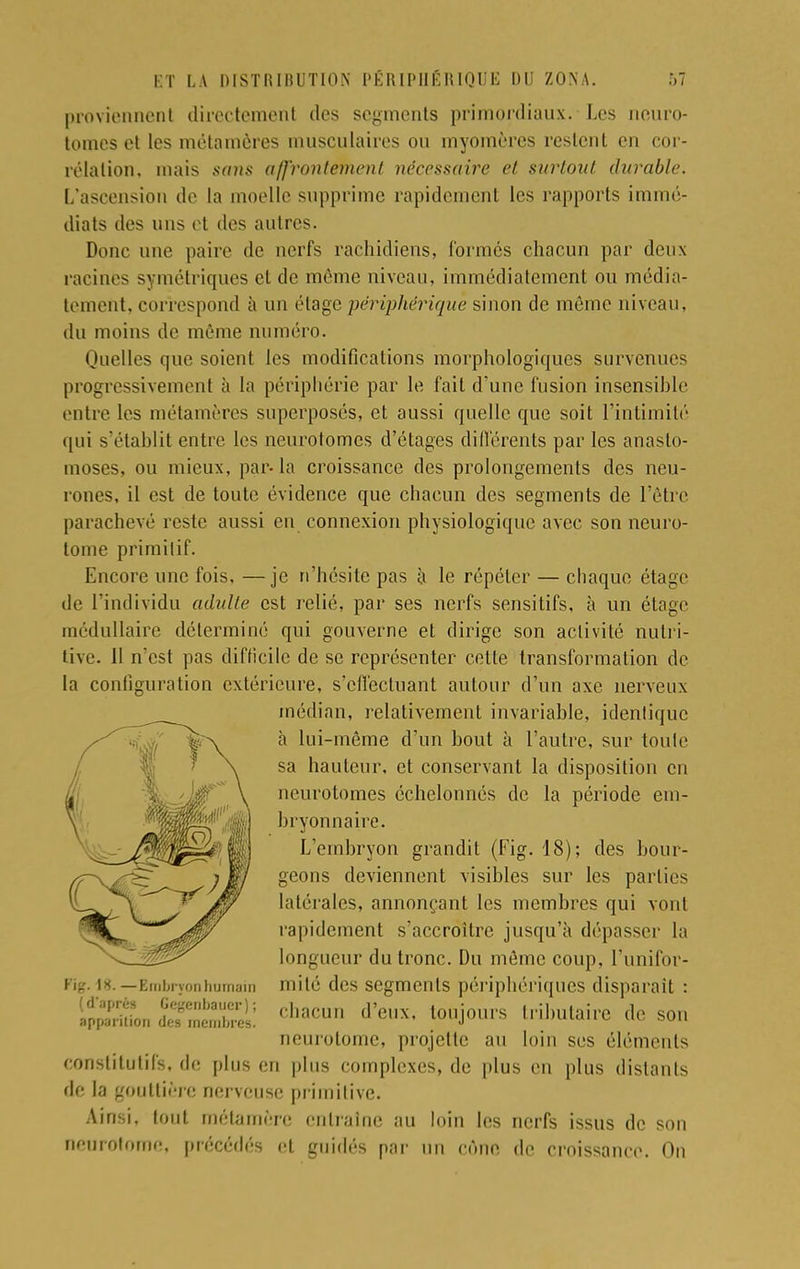 proviennent directement des segments primordiaux. Les neuro- tomes et les métamères musculaires ou myomères restent en cor- rélation, mais sans affrontement nécessaire et surtout durable. L'ascension de la moelle supprime rapidement les rapports immé- diats des uns et des autres. Donc une pain1 de nerfs raehidiens, formés chacun par deux racines symétriques et de même niveau, immédiatement ou média- tement. correspond à un étage 'périphérique sinon de même niveau, du moins de même numéro. Quelles que soient les modifications morphologiques survenues progressivement à la périphérie par le fait d'une fusion insensible entre les métamères superposés, et aussi quelle que soit l'intimité qui s'établit entre les neurotomes d'étages différents par les anasto- moses, ou mieux, par- la croissance des prolongements des neu- rones, il est de toute évidence que chacun des segments de l'être parachevé reste aussi en connexion physiologique avec son neuro- tome primitif. Encore une fois, —je n'hésite pas à le répéter — chaque étage de l'individu adulte est relié, par ses nerfs sensitifs, à un étage médullaire déterminé qui gouverne et dirige son activité nutri- tive. 11 n'est pas diflîcile de se représenter cette transformation de la configuration extérieure, s'effectuant autour d'un axe nerveux médian, relativement invariable, identique à lui-même d'un bout à l'autre, sur toute sa hauteur, et conservant la disposition en neurotomes échelonnés de la période em- bryonnaire. L'embryon grandit (Fig. 18); des bour- geons deviennent visibles sur les parties latérales, annonçant les membres qui vont rapidement s'accroître jusqu'à dépasser la longueur du tronc. Du même coup, l'unifor- mité des segments périphériques disparaît : chacun d'eux, toujours tributaire de son neurotome, projette au loin ses éléments constitutifs, de plus en plus complexes, de plus en plus distants de la gouttière nerveuse primitive. Ainsi, tout rnétamére entraîne au loin les nerfs issus de son neurotome, précédés et guidés par un cône de croissance. On Fï<r. \H. —Embryon humain (d'après Gegenbauer); apparition des membres.