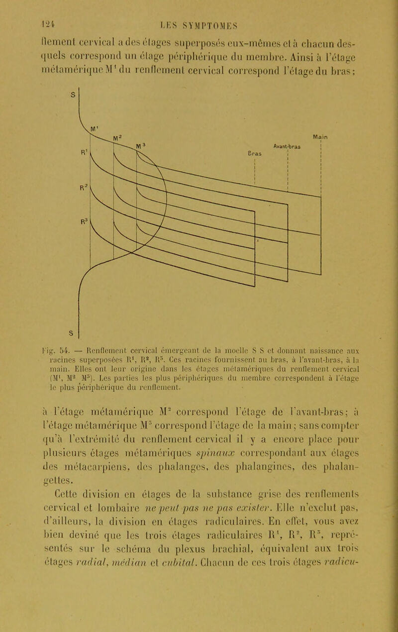 llcmcnt cervical a des élages superposés eux-mêmes cl à chacun des- quels correspond un élage périphérique du membre. Ainsi à l'étage raétamériçpieM1 du renflement cervical correspond l'étage du bras; s s Vig. 54. — Renflement cervical émergeant de la moelle S S et donnant naissance aux racines superposées 111, R2, l\r\ Os racines fournissent au bras, à l'avant-bras, à la main. Elles ont leur origine dans les étages mélamériques du renflement cervical (M1, M* M5). Les parties les plus périphériques du membre correspondenl à l'étage le plus périphérique du renflement. à l'étage métamérique M'J correspond l'étage de l'avant-bras ; à l'étage métamérique M3 correspond l'étage de la main; sans compter qu'à l'extrémité du renflement cervical il y a encore place pour plusieurs étages mélamériques spinaux correspondant aux étages des métacarpiens, des phalanges, des phalangines, des phalan- gettes. Celle divisi m clages de la substance grise des renflements cervical et lombaire nepeut pas ne pas exister. Elle n'exclut pas, d'ailleurs, la division en étages radiculaires. En effet, vous ave/, bien deviné que les trois élages radiculaires H\ Rs, Rr', repré- sentés sur le schéma du plexus brachial, équivalent aux trois étages radial, médian et cubital. Chacun de ces trois élages radicu-