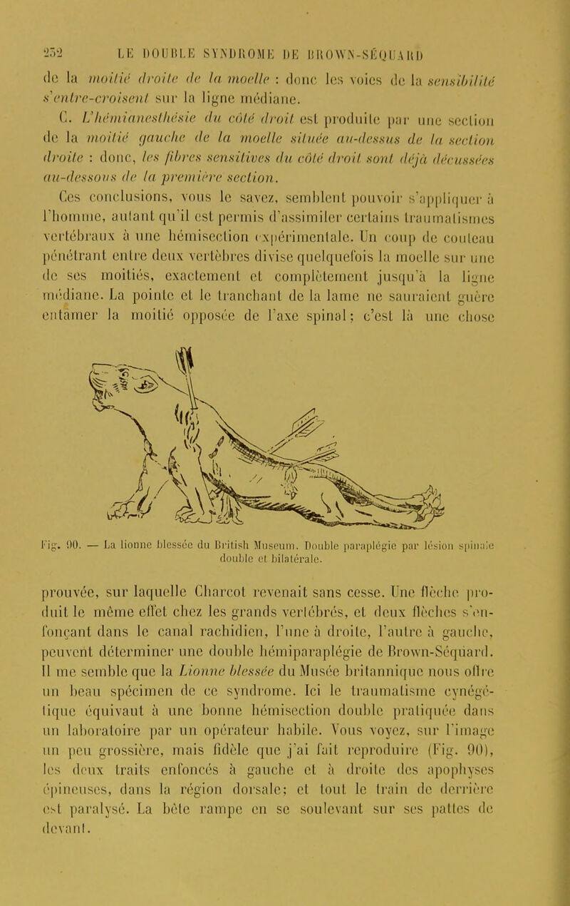 de la moitié droite de la moelle : donc les voies de la sensibilité s1 entre-croisent sur la ligne médiane. (\. Uhémianesthésie du côté droit est produite par une section de la moitié gauche de la moelle située au-dessus de la section droite : donc, les fibres sensitives du côté droit sont déjà décussées au-dessous de la première section. Ces conclusions, vous le savez, semblent pouvoir s'appliquer a l'homme, autant qu'il est permis d'assimiler certains traumalismes vertébraux à une hémisection expérimentale. Un coup de couteau pénétrant entre deux vertèbres divise quelquefois la moelle sur une de ses moitiés, exactement et complètement jusqu'à la ligne médiane. La pointe et le tranchant de la lame ne sauraient gui re entamer la moitié opposée de l'axe spinal; c'est là une chose h'y. !)0. — La lionne blessée du British Muséum. Double paraplégie par lésion spinale double el bilatérale. prouvée, sur laquelle Charcot revenait sans cesse. Une flèche pro- duit le même effet chez les grands vertébrés, et deux flèches sen- fonçant dans le canal rachidien, l'une à droite, l'antre à gauche, peuvent déterminer une double hémiparaplégie de Brown-Séqùard. Il me semble que la Lionne blessée du Musée britannique nous offre un beau spécimen de ce syndrome. Ici le traumatisme cynégé- tique équivaut à une bonne hémisection double pratiquée dans un laboratoire par un opérateur habile. Vous voyez, sur l'image un peu grossière, mais fidèle que j'ai fait reproduire (Fig. 90), les deux traits enfoncés à gauche et à droite des apophyses épineuses, dans la région dorsale: el tout le train de derrière est paralysé. La bête rampe en se soulevant sur ses pâlies de devant.