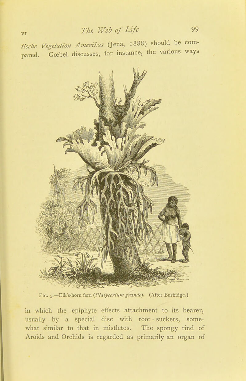 tische Vegetation Amenkas (Jena, 1888) should be com- pared. Goebel discusses, for instance, the various ways Fig. 5.—Elk's-horn fern {Plaiycerium grandc). (After Burbidge.) in which the epiphyte effects attachment to its bearer, usually by a special disc with root - suckers, some- what similar to that in mistletos. The spongy rind of Aroids and Orchids is regarded as primarily an organ of