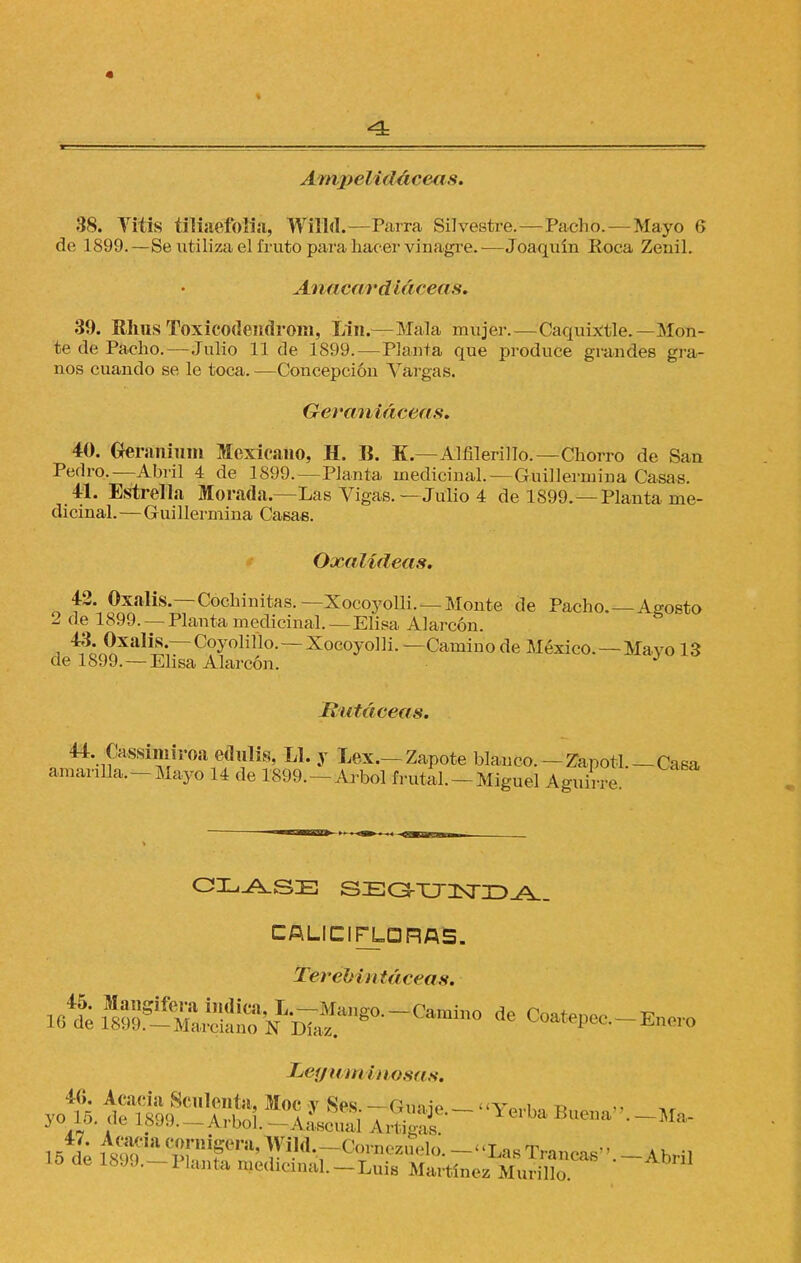 A mpelidáceas. 38. Yitis tiliaefoíia, Willd.—Parra Silvestre.—Pacho.—Mayo 6 de 1899.—Se utiliza el fruto para, hacer vinagre.—Joaquín Boca Zeuil. Anacardiáceas. 39. Rlms Toxicodendrom, Lin.—Mala mujer.—Caquixtle.—Mon- te de Pacho.—Julio 11 de 1899.—Planta que produce grandes gra- nos cuando se le toca. —Concepción Vargas. G-erwniacens. 40. Geranium Mexicano, H. B. K.—Alfilerillo.—Chorro de San Pedro.—Abril 4 de 1899. —Planta medicinal. —Guillermina Casas. 41. Estrella Morada.—Las Vigas.—Julio 4 de 1899.—Planta me- dicinal.— Guillermina Casas. Oxalídeas. 42. Oxalis.—Cochinitas.—Xocoyolli. —Monte de Pacho. Agosto 2 de 1899. — Planta medicinal. - Elisa Alarcón. 43. Oxalis.—Coyolillo.—Xocoyolli.—Camino de México. —Mavo 13 de 1899. — Elisa Alarcón. J liutáceas. 44 Cassiiniroa ednlis, Ll. y Lex.—Zapote blanco. -Zapotl.—Casa amarilla.-Mayo 14 de 1899. —Arbol frutal.-Miguel Aguirre. CLASE S>EGrTJ-JSTJO>J±_ CALI CIFLD RAS. Terebintáceas. Leguminosas. 40. Acacia Sculenta, ffioc v Ses. - Gnaie — ••v,., iv, r yol5. del?99. -Arbol. Aáscual Ar«S' YeibaBuena 15*1; tólTi^te ™«.rCrezuelo. -«Las Trancas- Abril Ue Planta medicinal. —Luis Martínez Murillo.
