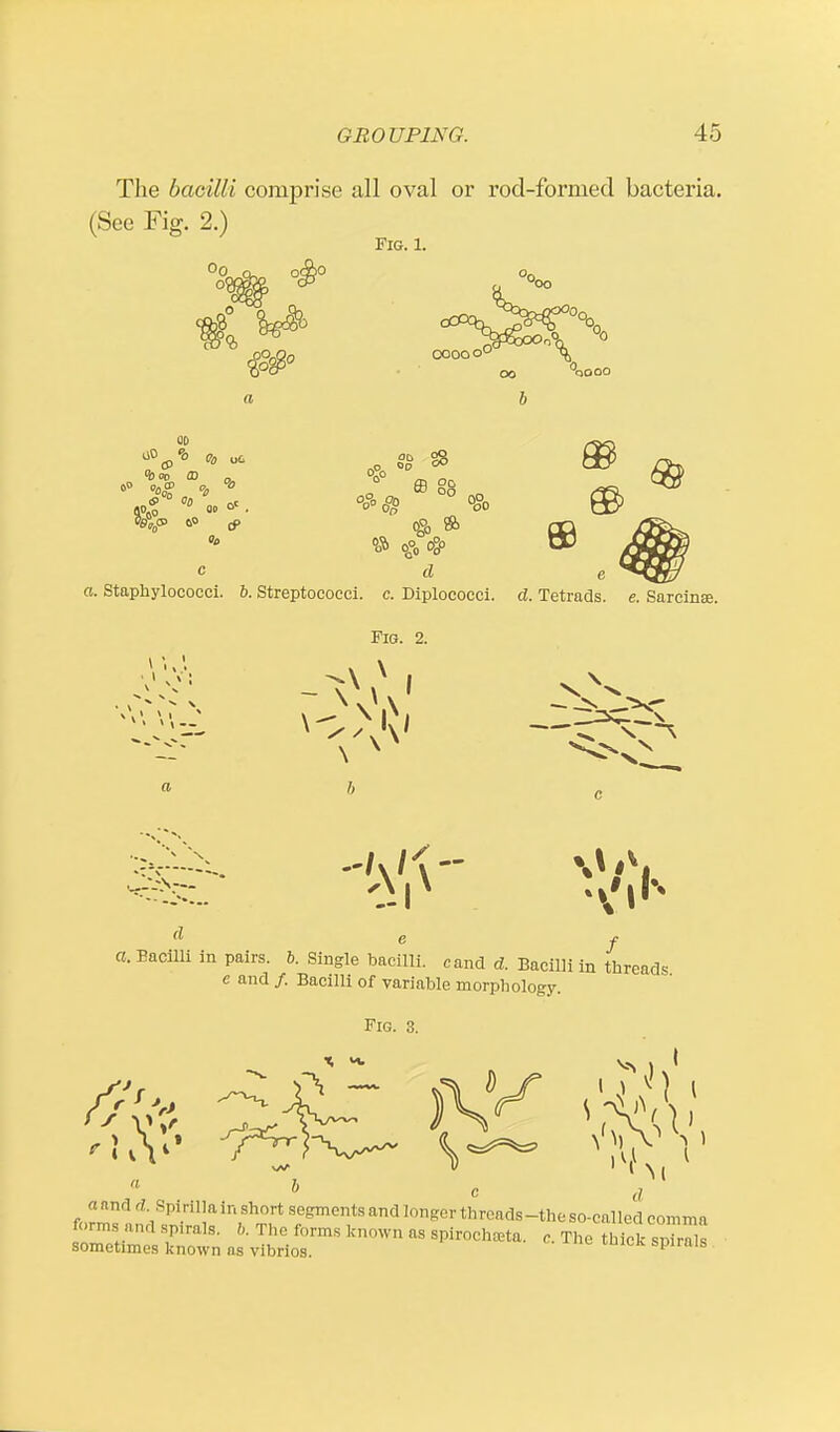 The bacilli comprise all oval or rod-formed bacteria. (See Fig. 2.) o0 oft 0*0 Fig. 1. oooo o° <boo m „ °0° oo <8> & © o°0 <§> a. Staphylococci. 6. Streptococci, c. Diplococci. d. Tetrads, e. Sarcitis. Fig. 2. _-s-— a. Eacilli in pairs. 6. Single bacilli, cand d. Bacilli in threads e and /. Bacilli of variable morphology. Fig. 3. I 0 c , oand A spirilla in short segments and longer threads-the so-called comma forms and sp.rals. b. The forms known as spirochata. c. The thick snimls sometimes known as vibrios. spirals
