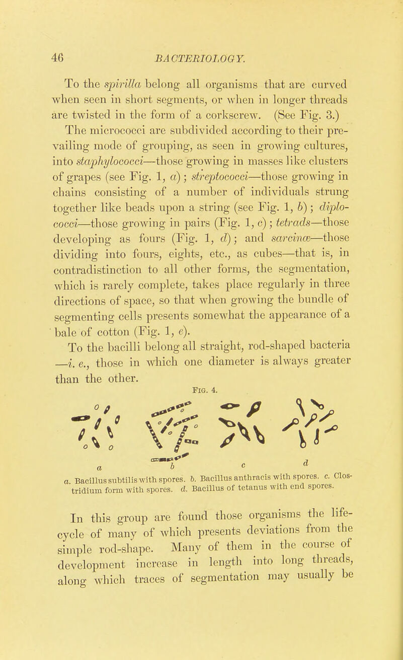 To the spirilla belong all organisms that are curved when seen in short segments, or when in longer threads are twisted in the form of a corkscrew. (See Fig. 3.) The micrococci are subdivided according to their pre- vailing mode of grouping, as seen in growing cultures, into staphylococci—those growing in masses like clusters of grapes (see Fig. 1, a) ; streptococci—those growing in chains consisting of a number of individuals strung together like beads upon a string (see Fig. 1, b); diplo- cocci—those growing in pairs (Fig. 1, c) ; tetrads—those developing as fours (Fig. 1, d); and sarcince—those dividing into fours, eights, etc., as cubes—that is, in contradistinction to all other forms, the segmentation, which is rarely complete, takes place regularly in three directions of space, so that when growing the bundle of segmenting cells presents somewhat the appearance of a bale of cotton (Fig. 1, e). To the bacilli belong all straight, rod-shaped bacteria i, e., those in which one diameter is always greater than the other. Fig. 4. b a Bacillus subtilis with spores. 6. Bacillus anthracis with spores, c. Clos- tridium form with spores, d. Bacillus of tetanus with end spores. In this group are found those organisms the life- cycle of many of which presents deviations from the simple rod-shape. Many of them in the course of development increase in length into long threads, along which traces of segmentation may usually be