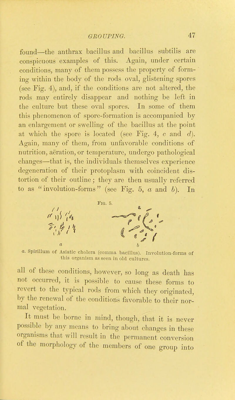 found—the anthrax bacillus and bacillus subtilis are conspicuous examples of this. Again, under certain conditions, many of them possess the property of form- ing within the body of the rods oval, glistening spores (see Fig. 4), and, if the conditions are not altered, the rods may entirely disappear and nothing be left in the culture but these oval spores. In some of them this phenomenon of spore-formation is accompanied by an enlargement or swelling of the bacillus at the point at which the spore is located (see Fig. 4, c and d). Again, many of them, from unfavorable conditions of nutrition, aeration, or temperature, undergo pathological changes—that is, the individuals themselves experience degeneration of their protoplasm with coincident dis- tortion of their outline; they are then usually referred to as involution-forms (see Fig. 5, a and 6). In Fig. 5. (I I)) \h a a. Spirillum of Asiatic cholera (comma bacillus). Involution-forms of this organism as seen in old cultures. all of these conditions, however, so long as death has not occurred, it is possible to cause these forms to revert to the typical rods from which they originated, by the renewal of the conditions favorable to their nor- mal vegetation. It must be borne in mind, though, that it is never possible by any means to bring about changes in these organisms that will result in the permanent conversion of the morphology 0f the members of one group into