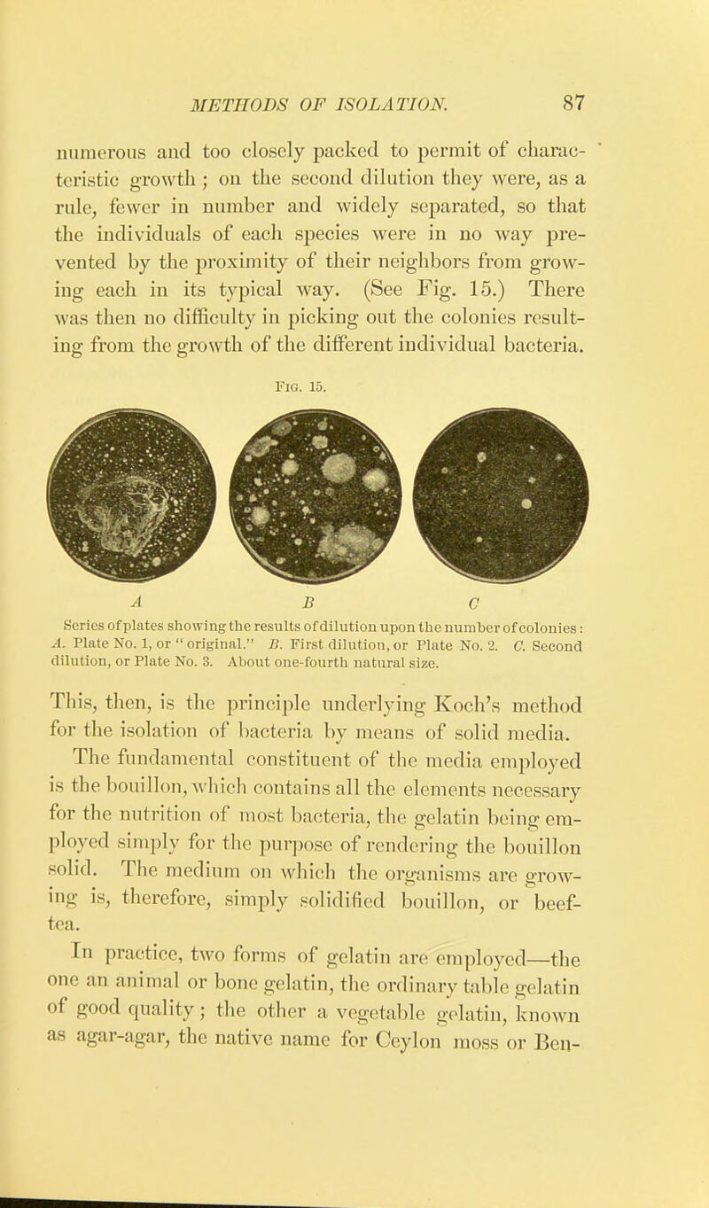 numerous and too closely packed to permit of charac- teristic growth ; on the second dilution they were, as a rule, fewer in number and widely separated, so that the individuals of each species were in no way pre- vented by the proximity of their neighbors from grow- ing each in its typical way. (See Fig. 15.) There was then no difficulty in picking out the colonics result- ing from the growth of the different individual bacteria. Fig. 15. ABC Series of plates showing the results of dilution upon the number of colonies: A. Plate No. 1, or original. B. First dilution,or Plate No. 2. C. Second dilution, or Plate No. 3. About one-fourth natural size. This, then, is the principle underlying Koch's method for the isolation of bacteria by means of solid media. The fundamental constituent of the media employed is the bouillon, which contains all the elements necessary for the nutrition of most bacteria, the gelatin being em- ployed simply for the purpose of rendering the bouillon solid. The medium on which the organisms are grow- in- is, therefore, simply solidified bouillon, or beef- tea. In practice, two forms of gelatin arc employed—the one an animal or bone gelatin, the ordinary table gelatin of good quality; the other a vegetable gelatin, known as agar-agar, the unlive name for Ceylon moss or Ben-