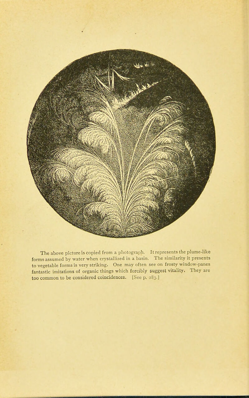 The above picture is copied from a pliotograph. It represents the plume-like forms assumed by water when crystallized in a basin. The similarity it presents to vegetable forms is very striking. One may often see on frosty window-panes fantastic imitations of organic things which forcibly suggest vitality. They are too common to be considered coincidences. [See p. 283.]