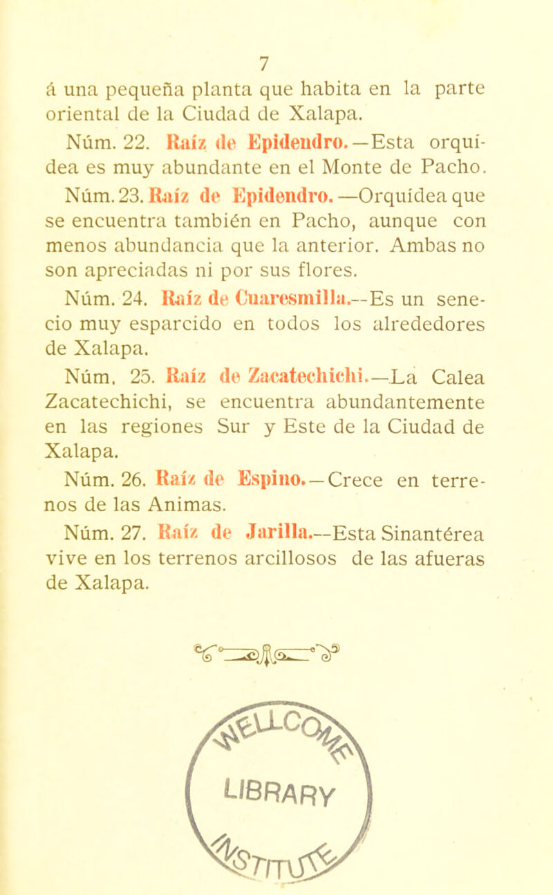 á una pequeña planta que habita en la parte oriental de la Ciudad de Xalapa. Núm. 22. Raíz de Epideudro.—Esta orquí- dea es muy abundante en el Monte de Pacho. Núm.23. Rjiíz de Epidendro.—Orquídea que se encuentra también en Pacho, aunque con menos abundancia que la anterior. Ambas no son apreciadas ni por sus flores. Núm. 24. Raíz de Cuaresmilla.—Es un sene- cio muy esparcido en todos los íilrededores de Xalapa. Núm. 25. Raíz de Zacatecliichi—La Calea Zacatechichi, se encuentra abundantemente en las regiones Sur y Este de la Ciudad de Xalapa. Núm. 26. Raíz de Espino—Crece en terre- nos de las Animas. Núm. 27. Raíz de Jarilla—Esta Sinantérea vive en los terrenos arcillosos de las afueras de Xalapa.