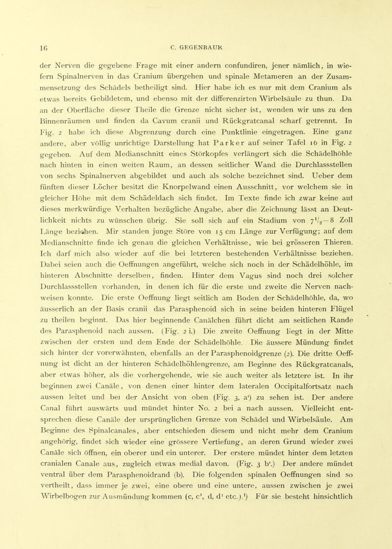 der Nerven die gegebene Frage mit einer andern confundiren, jener nämlich, in wie- fern Spinalnerven in das Cranium übergehen und spinale Metameren an der Zusam- mensetzung des Schädels betheiligt sind. Hier habe ich es nur mit dem Cranium als etwas bereits Gebildetem, und ebenso mit der difFerenzirten Wirbelsäule zu thun. Da an der Oberfläche dieser Tlieile die Grenze nicht sicher ist, wenden wir uns zu den Binnenräumen und finden da Cavum cranii und Rückgratcanal scharf getrennt. In Fig. 2 habe ich diese Abgrenzung durch eine Punktlinie eingetragen. Eine ganz andere, aber völlig unrichtige Darstellung hat Parker auf seiner Tafel i6 in Fig. 2 gegeben. Auf dem Medianschnitt eines Störkopfes verlängert sich die Schädelhöhle nach hinten in einen weiten Raum, an dessen seitlicher Wand die Durchlassstellen von sechs Spinalnerven abgebildet und auch als solche bezeichnet sind. Ueber dem fünften dieser Löcher besitzt die Knorpelwand einen Ausschnitt, vor welchem sie in gleicher Höhe mit dem Schädeldach sich findet. Im Texte finde ich zwar keine aut dieses merkwürdige Verhalten bezügliche Angabe, aber die Zeichnung lässt an Deut- lichkeit nichts zu wünschen übrig. Sie soll sich auf ein Stadium von 7V2 —8 Zoll Länge beziehen. Mir standen junge Störe von 15 cm Länge zur Verfügung; auf dem Medianschnitte finde ich genau die gleichen Verhältnisse, wie bei grösseren Thieren. Ich darf mich also wieder auf die bei letzteren bestehenden Verhältnisse beziehen. Dabei seien auch die Oeffnungen angeführt, welche sich noch in der Schädelhöhle, im hinteren Abschnitte derselben, finden. Hinter dem Vagus sind noch drei solcher Durchlassstellen vorhanden, in denen ich für die erste und zweite die Nerven nach- weisen konnte. Die erste Oeffnung liegt seitlich am Boden der Schädelhöhle, da, wo äusserlich an der Basis cranii das Parasphenoid sich in seine beiden hinteren Flügel zu theilen beginnt. Das hier beginnende Canälchen führt dicht am seitlichen Rande des Parasphenoid nach aussen. (Fig. 2 i.) Die zweite Oeffnung liegt in der Mitte zwischen der ersten und dem Ende der Schädelhöhle. Die äussere Mündung findet sich hinter der vorerwähnten, ebenfalls an der Parasphenoidgrenze (2). Die dritte Oeff- nung ist dicht an der hinteren Schädelhöhlengrenze, am Beginne des Rückgratcanals, aber etwas höher, als die vorhergehende, wie sie auch weiter als letztere ist. In ihr beginnen zwei Canäle, von denen einer hinter dem lateralen Occipitalfortsatz nach aussen leitet und bei der Ansicht von oben (Fig. 3, a') zu sehen ist. Der andere Canal führt auswärts uud mündet hinter No. 2 bei a nach aussen. Vielleicht ent- sprechen diese Canäle der ursprünglichen Grenze von Schädel und Wirbelsäule. Am Beginne des Spinalcanales, aber entschieden diesem und nicht mehr dem Cranium angehörig, findet sich wieder eine grössere Vertiefung, an deren Grund wieder zwei Canäle sich öffnen, ein oberer und ein unterer. Der erstere mündet hinter dem letzten cranialen Canale aus, zugleich etwas medial davon. (Fig. 3 b'.) Der andere mündet ventral über dem Parasphenoidrand (b). Die folgenden spinalen Oeffnungen sind so vertheilt, dass immer je zwei, eine obere und eine untere, aussen zwischen je zwei Wirbelbogen zur Ausmündung kommen (c, c', d, d' etc.J.^) Für sie besteht hinsichtlich