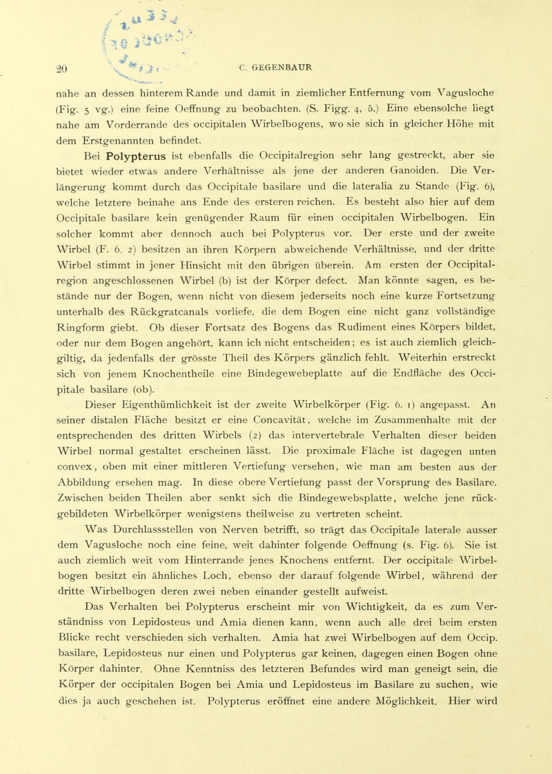 / . - 20 > *'^^,'>« C. GEGENBAUR nahe an dessen hinterem Rande und damit in ziemUcher Entfernung vom Vagusloche (Fig. 5 vg.) eine feine Oeffnung zu beobachten. (S. Figg. 4, 5.) Eine ebensolche liegt nahe am Vorderrande des occipitalen Wirbelbogens, wo sie sich in gleicher Höhe mit dem Erstgenannten befindet. Bei Polypterus ist ebenfalls die Occipitalregion sehr lang gestreckt, aber sie bietet wieder etwas andere Verhältnisse als jene der anderen Ganoiden. Die Ver- längerung kommt durch das Occipitale basilare und die lateralia zu Stande (Fig. 6), welche letztere beinahe ans Ende des ersteren reichen. Es besteht also hier auf dem Occipitale basilare kein genügender Raum für einen occipitalen Wirbelbogen. Ein solcher kommt aber dennoch auch bei Polypterus vor. Der erste und der zweite Wirbel (F. 6. 2) besitzen an ihren Körpern abweichende Verhältnisse, und der dritte Wirbel stimmt in jener Hinsicht mit den übrigen überein. Am ersten der Occipital- region angeschlossenen Wirbel (b) ist der Körper defect. Man könnte sagen, es be- stände nur der Bogen, wenn nicht von diesem jederseits noch eine kurze Fortsetzung unterhalb des Rückgratcanals vorliefe, die dem Bogen eine nicht ganz vollständige Ringform giebt. Ob dieser Fortsatz des Bogens das Rudiment eines Körpers bildet, oder nur dem Bogen angehört, kann ich nicht entscheiden; es ist auch ziemlich gleich- giltig, da jedenfalls der grösste Theil des Körpers gänzlich fehlt. Weiterhin erstreckt sich von jenem Knochentheile eine Bindegewebeplatte auf die Endfläche des Occi- pitale basilare (ob). Dieser Eigenthümlichkeit ist der zweite Wirbelkörper (Fig. 6. i) angepasst. An seiner distalen Fläche besitzt er eine Concavität, welche im Zusammenhalte mit der entsprechenden des dritten Wirbels (2) das intervertebrale Verhalten dieser beiden Wirbel normal gestaltet erscheinen lässt. Die proximale Fläche ist dagegen unten convex, oben mit einer mittleren Vertiefung versehen, wie man am besten aus der Abbildung ersehen mag. In diese obere Vertiefung passt der Vorsprung des Basilare. Zwischen beiden Theilen aber senkt sich die Bindegewebsplatte, welche jene rück- gebildeten Wirbelkörper wenigstens theilweise zu vertreten scheint. Was Durchlassstellen von Nerven betrifft, so trägt das Occipitale laterale ausser dem Vagusloche noch eine feine, weit dahinter folgende Oeffnung (s. Fig. 6). Sie ist auch ziemlich weit vom Hinterrande jenes Knochens entfernt. Der occipitale Wirbel- bogen besitzt ein ähnliches Loch, ebenso der darauf folgende Wirbel, während der dritte Wirbelbogen deren zwei neben einander gestellt aufweist. Das Verhalten bei Polypterus erscheint mir von Wichtigkeit, da es zum Ver- ständniss von Lepidosteus und Amia dienen kann, wenn auch alle drei beim ersten Blicke recht verschieden sich verhalten. Amia hat zwei Wirbelbogen auf dem Occip. basilare, Lepidosteus nur einen und Polypterus gar keinen, dagegen einen Bogen ohne Körper dahinter. Ohne Kenntniss des letzteren Befundes wird man geneigt sein, die Körper der occipitalen Bogen bei Amia und Lepidosteus im Basilare zu suchen, wie dies ja auch geschehen ist. Polypterus eröffnet eine andere Möglichkeit. Hier wird