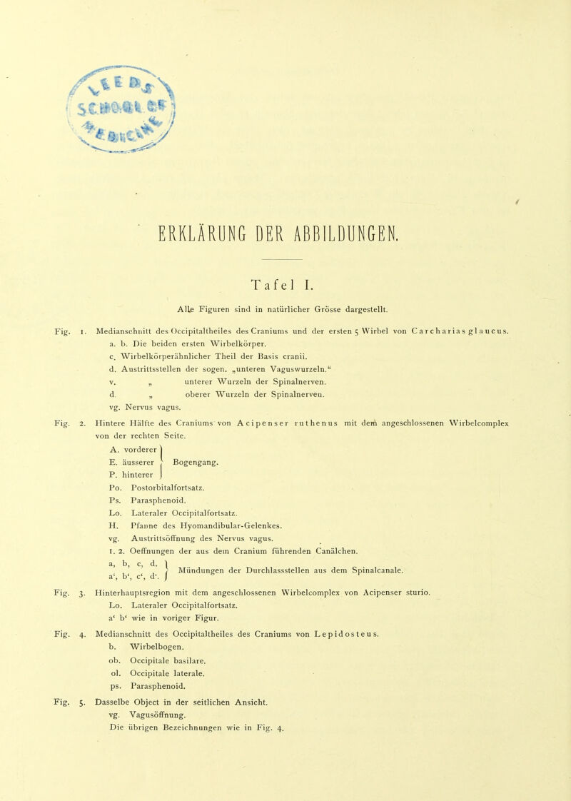 ERKLÄRUNG DER ABBILDUNGEN. Tafel I. Alle Figuren sind in natürlicher Grösse dargestellt. Fig. I. Medianschiiitt des Occipitaltheiles des Craniums und der ersten 5 Wirbel von C a r ch a ria s gl a uc us. a. b. Die beiden ersten Wirbelkörper. c. Wirbelkörperälmlicher Theil der IJasis cranii. d. Austrittsstellen der sogen, „unteren Vaguswurzeln. V. „ unterer Wurzeln der Spinalnerven, d. „ oberer Wurzeln der Spinalnerven, vg. Nervus vagus. Fig. 2. Hintere Hälfte des Craniums von Acipenser ruthenus mit dem angeschlossenen Wirbelcomplex von der rechten Seite. A. vorderer ) E. äusserer j Bogengang. P. hinterer ) Po. Postorbitalfortsatz. Ps. Parasphenoid. Lo. Lateraler Occipitalfortsatz. H. Pfanne des Hyomandibular-Gelenkes. vg. AustrittsöfFnung des Nervus vagus. I. 2. Oeffnungen der aus dem Cranium führenden Canälchen. a, b, c, d. 1 ' b' ' d' / Mündungen der Durchlassstellen aus dem Spinalcanale. Fig. 3. Hinterhauptsregion mit dem angeschlossenen Wirbelcomplex von Acipenser sturio. Lo. Lateraler Occipitalfortsatz. a' b' wie in voriger Figur. Fig. 4. Medianschnitt des Occipitaltheiles des Craniums von Lepidosteus. b. Wirbelbogen. ob. Occipitale basilare. ol. Occipitale laterale, ps. Parasphenoid. Fig. 5. Dasselbe Object in der seitlichen Ansicht, vg. Vagusöffnung.