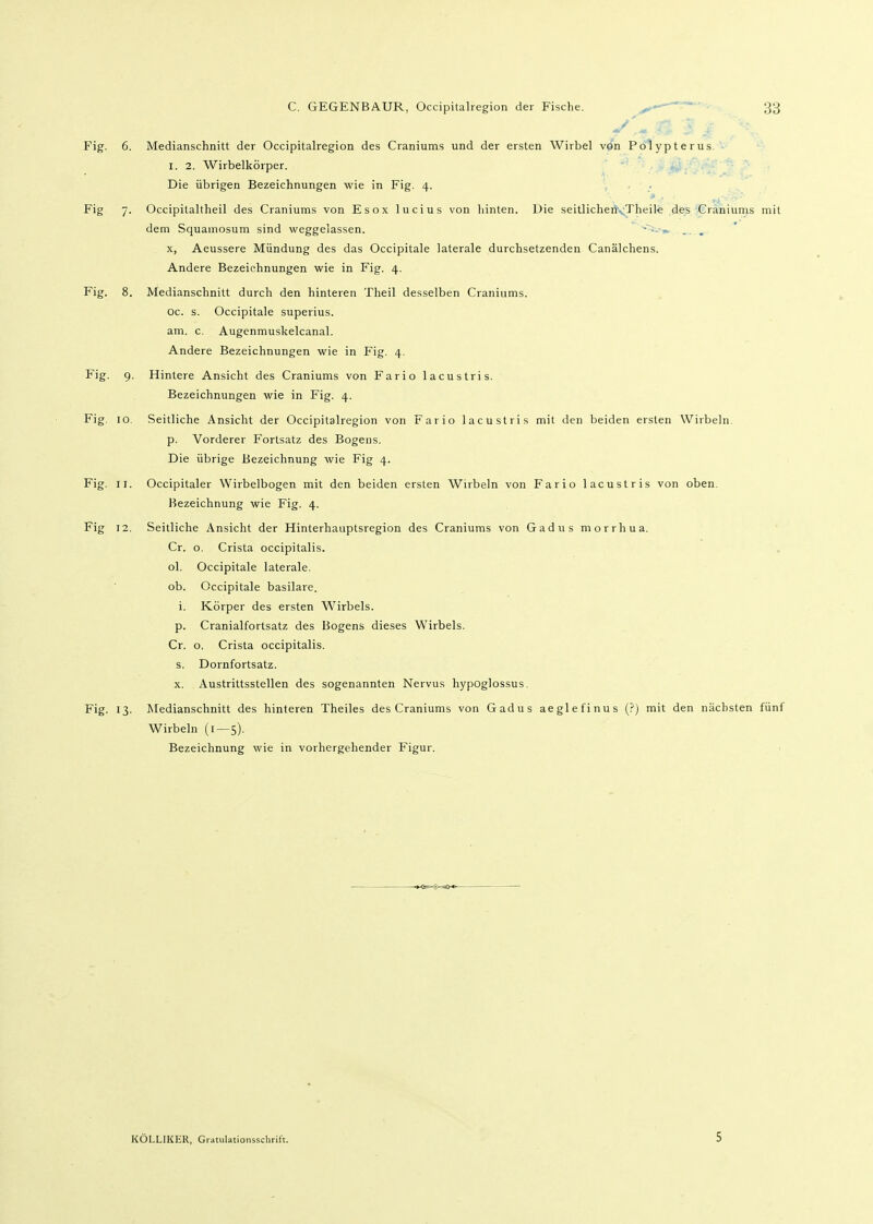 /' Fig. 6. Medianschnitt der Occipitalregion des Craniums und der ersten Wirbel von Polypterus I. 2. Wirbelkörper. Die übrigen Bezeichnungen wie in Fig. 4. Fig 7. Occipitaltheil des Craniums von Esox lucius von liinten. Die seitlichenvTheile des Craniums mit dem Squamosum sind weggelassen. ■ ■- » . . X, Aeussere Mündung des das Occipitale laterale durchsetzenden Canälchens. Andere Bezeichnungen wie in Fig. 4. Fig. 8. Medianschnitt durch den hinteren Theil desselben Craniums. oc. s. Occipitale superius. am. c. Augenmuskelcanal. Andere Bezeichnungen wie in Fig. 4. Fig. 9. Hintere Ansicht des Craniums von Fario lacustris. Bezeichnungen wie in Fig. 4. Fig. 10, Seitliche Ansicht der Occipitalregion von Fario lacustris mit den beiden ersten Wirbeln, p. Vorderer Fortsatz des Bogens. Die übrige Bezeichnung wie Fig 4. Fig. II. Occipitaler Wirbelbogen mit den beiden ersten Wirbeln von Fario lacustris von oben, Bezeichnung wie Fig. 4. Fig 12. Seitliche Ansicht der Hinterhauptsregion des Craniums von Gadusmorrhua. Cr. o. Crista occipitalis. ol. Occipitale laterale, ob. Occipitale basilare. i. Körper des ersten Wirbels. p. Cranialfortsatz des Bogens dieses Wirbels. Cr. o. Crista occipitalis. s. Dornfortsatz. X. Austrittsstellen des sogenannten Nervus hypoglossus. Fig. 13. Medianschnitt des hinteren Theiles des Craniums von Gadus aeglefinus (?) mit den nächsten fünf Wirbeln (1 — 5). Bezeichnung wie in vorhergehender Figur. KÖLLIKER, Gratulationsschrift. 5