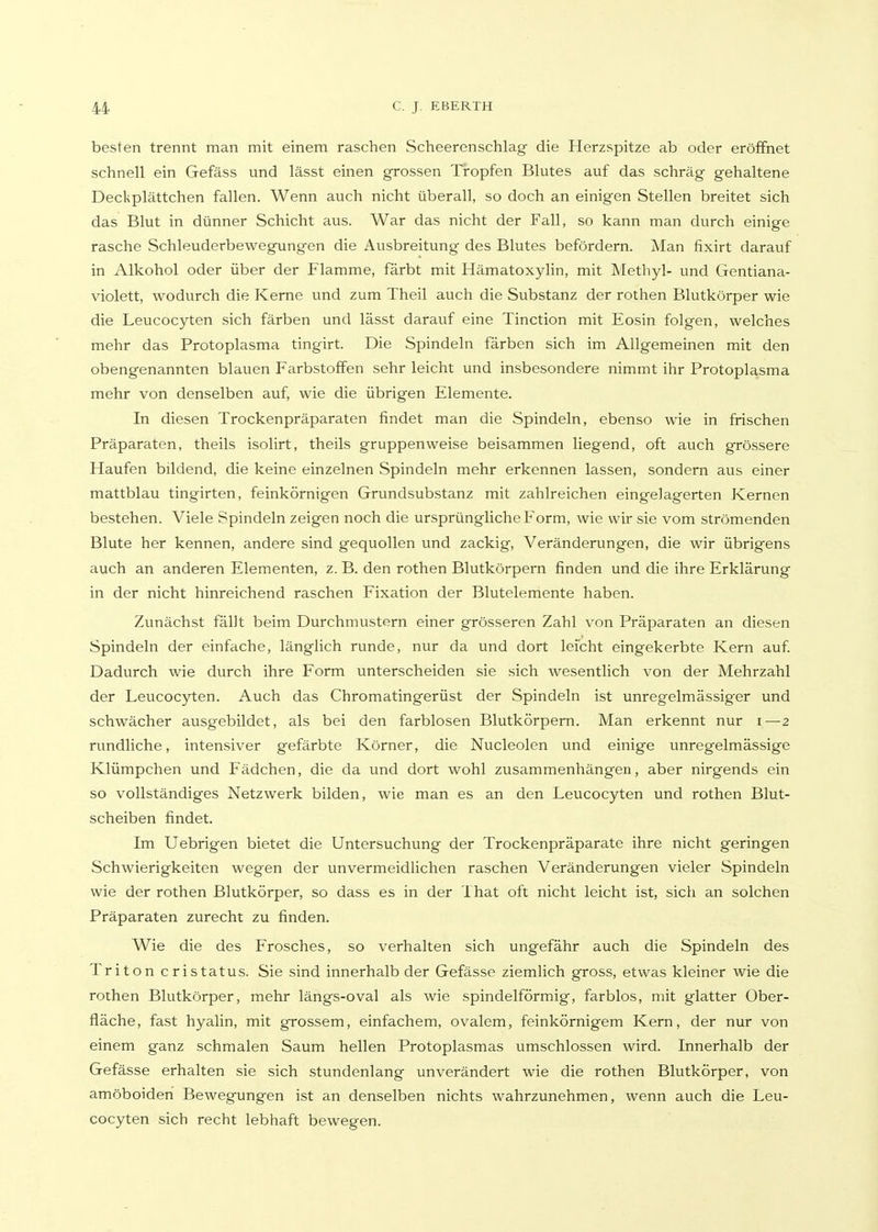 besten trennt man mit einem raschen Scheerenschlag die Herzspitze ab oder eröffnet schnell ein Gefäss und lässt einen grossen Tropfen Blutes auf das schräg gehaltene Deckplättchen fallen. Wenn auch nicht überall, so doch an einigen Stellen breitet sich das Blut in dünner Schicht aus. War das nicht der Fall, so kann man durch einige rasche Schleuderbewegungen die Ausbreitung des Blutes befördern. Man fixirt darauf in Alkohol oder über der Flamme, färbt mit Hämatoxylin, mit Metliyl- und Gentiana- violett, wodurch die Kerne und zum Theil auch die Substanz der rothen Blutkörper wie die Leucocyten sich färben und lässt darauf eine Tinction mit Eosin folgen, welches mehr das Protoplasma tingirt. Die Spindeln färben sich im Allgemeinen mit den obengenannten blauen Farbstoffen sehr leicht und insbesondere nimmt ihr Protoplasma mehr von denselben auf, wie die übrigen Elemente. In diesen Trockenpräparaten findet man die Spindeln, ebenso wie in frischen Präparaten, theils isolirt, theils gruppenweise beisammen liegend, oft auch grössere Haufen bildend, die keine einzelnen Spindeln mehr erkennen lassen, sondern aus einer mattblau tingirten, feinkörnigen Grundsubstanz mit zahlreichen eingelagerten Kernen bestehen. Viele Spindeln zeigen noch die ursprüngliche Form, wie wir sie vom strömenden Blute her kennen, andere sind gequollen und zackig, Veränderungen, die wir übrigens auch an anderen Elementen, z. B. den rothen Blutkörpern finden und die ihre Erklärung in der nicht hinreichend raschen Fixation der Blutelertlente haben. Zunächst fällt beim Durchmustern einer grösseren Zahl von Präparaten an diesen Spindeln der einfache, länglich runde, nur da und dort leicht eingekerbte Kern auf Dadurch wie durch ihre Form unterscheiden sie sich wesentlich von der Mehrzahl der Leucocyten. Auch das Chromatingerüst der Spindeln ist unregelmässiger und schwächer ausgebildet, als bei den farblosen Blutkörpern. Man erkennt nur i—2 rundliche, intensiver gefärbte Körner, die Nucleolen und einige unregelmässige Klümpchen und Fädchen, die da und dort wohl zusammenhängen, aber nirgends ein so vollständiges Netzwerk bilden, wie man es an den Leucocyten und rothen Blut- scheiben findet. Im Uebrigen bietet die Untersuchung der Trockenpräparate ihre nicht geringen Schwierigkeiten wegen der unvermeidlichen raschen Veränderungen vieler Spindeln wie der rothen Blutkörper, so dass es in der That oft nicht leicht ist, sich an solchen Präparaten zurecht zu finden. Wie die des Frosches, so verhalten sich ungefähr auch die Spindeln des Triton cristatus. Sie sind innerhalb der Gefässe ziemlich gross, etwas kleiner wie die rothen Blutkörper, mehr längs-oval als wie spindelförmig, farblos, mit glatter Ober- fläche, fast hyalin, mit grossem, einfachem, ovalem, feinkörnigem Kern, der nur von einem ganz schmalen Saum hellen Protoplasmas umschlossen wird. Innerhalb der Gefässe erhalten sie sich stundenlang unverändert wie die rothen Blutkörper, von amöboiden Bewegungen ist an denselben nichts wahrzunehmen, wenn auch die Leu- cocyten sich recht lebhaft bewegen.