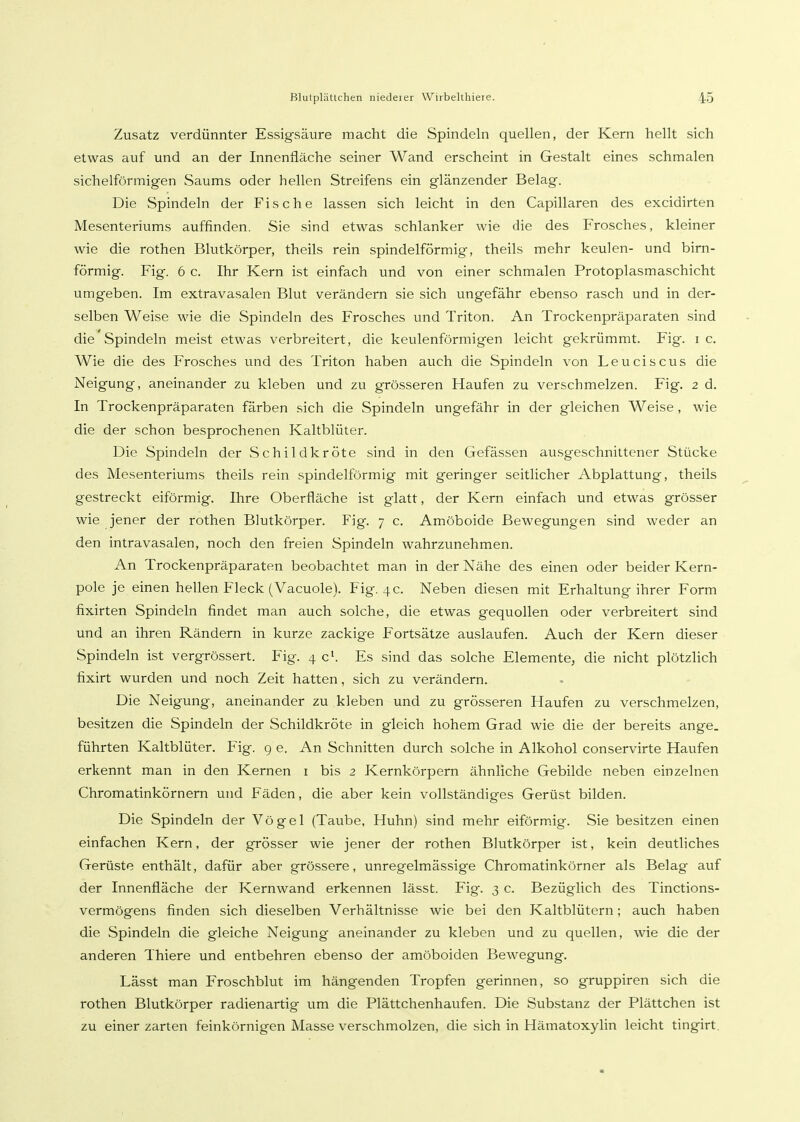 Zusatz verdünnter Essigsäure macht die Spindeln quellen, der Kern hellt sich etwas auf und an der Innenfläche seiner Wand erscheint in Gestalt eines schmalen sichelförmigen Saums oder hellen Streifens ein glänzender Belag. Die Spindeln der Fische lassen sich leicht in den Capillaren des excidirten Mesenteriums auffinden. Sie sind etwas schlanker wie die des Frosches, kleiner wie die rothen Blutkörper, theils rein spindelförmig, theils mehr keulen- und birn- förmig. Fig. 6 c. Ihr Kern ist einfach und von einer schmalen Protoplasmaschicht umgeben. Im extravasalen Blut verändern sie sich ungefähr ebenso rasch und in der- selben Weise wie die Spindeln des Frosches und Triton. An Trockenpräparaten sind die Spindeln meist etwas verbreitert, die keulenförmigen leicht gekrümmt. Fig. i c. Wie die des Frosches und des Triton haben auch die Spindeln von Leuciscus die Neigung, aneinander zu kleben und zu grösseren Haufen zu verschmelzen. Fig. 2 d. In Trockenpräparaten färben sich die Spindeln ungefähr in der gleichen Weise, wie die der schon besprochenen Kaltblüter. Die Spindeln der Schildkröte sind in den Gefässen ausgeschnittener Stücke des Mesenteriums theils rein spindelförmig mit geringer seitlicher Abplattung, theils gestreckt eiförmig. Ihre Oberfläche ist glatt, der Kern einfach und etwas grösser wie jener der rothen Blutkörper. Fig. 7 c. Amöboide Bewegungen sind weder an den intravasalen, noch den freien Spindeln wahrzunehmen. An Trockenpräparaten beobachtet man in der Nähe des einen oder beider Kern- pole je einen hellen Fleck (Vacuole). Fig. 4 c. Neben diesen mit Erhaltung ihrer Form fixirten Spindeln findet man auch solche, die etwas gequollen oder verbreitert sind und an ihren Rändern in kurze zackige Fortsätze auslaufen. Auch der Kern dieser Spindeln ist vergrössert. Fig. 4 c^ Es sind das solche Elemente, die nicht plötzlich fixirt wurden und noch Zeit hatten, sich zu verändern. Die Neigung, aneinander zu kleben und zu grösseren Haufen zu verschmelzen, besitzen die Spindeln der Schildkröte in gleich hohem Grad wie die der bereits ange. führten Kaltblüter. Fig. 9 e. An Schnitten durch solche in Alkohol conservirte Haufen erkennt man in den Kernen i bis 2 Kernkörpern ähnliche Gebilde neben einzelnen Chromatinkörnern und Fäden, die aber kein vollständiges Gerüst bilden. Die Spindeln der Vögel (Taube, Huhn) sind mehr eiförmig. Sie besitzen einen einfachen Kern, der grösser wie jener der rothen Blutkörper ist, kein deutliches Gerüste enthält, dafür aber grössere, unregelmässige Chromatinkörner als Belag auf der Innenfläche der Kernwand erkennen lässt. Fig. 3 c. Bezüglich des Tinctions- vermögens finden sich dieselben Verhältnisse wie bei den Kaltblütern; auch haben die Spindeln die gleiche Neigung aneinander zu kleben und zu quellen, wie die der anderen Thiere und entbehren ebenso der amöboiden Bewegung. Lässt man Froschblut im hängenden Tropfen gerinnen, so gruppiren sich die rothen Blutkörper radienartig um die Plättchenhaufen. Die Substanz der Plättchen ist zu einer zarten feinkörnigen Masse verschmolzen, die sich in Hämatoxylin leicht tingirt.