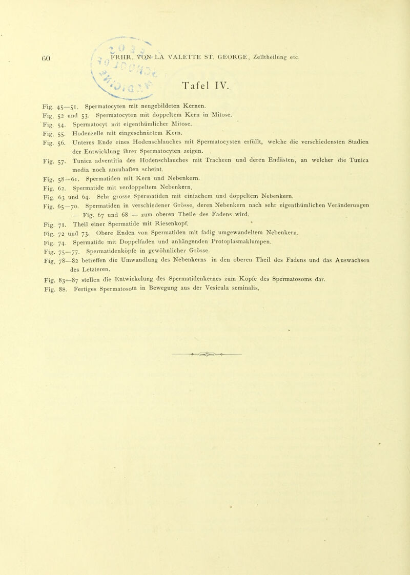 Tafel IV. Fig. ^5—51 Spermatocyten mit neugebildeten Kernen. Fig. 52 und 53. Spermatocyten mit doppeltem Kern in Mitose. Fig 54- Spermatocyt mit eigenthümlicher Mitose. Fig. 55- Hodenzelle mit eingeschnürtem Kern. Fig. 56. Unteres Ende eines Hodenschlauches mit Spermatocvsten erfüllt, welche die verschiedensten Stadien der Entwicklung ihrer Spermatocyten zeigen. Fig. 57. Tunica adventitia des Hodenschlauches mit Tracheen und deren Endästen, an welcher die Tunica media noch anzuhaften scheint. Yig. 58—61. Spermatiden mit Kern und Nebenkern. Fig. 62. Spermatide mit verdoppeltem Nebenkern. Fig. 63 und 64. Sehr grosse Spermatiden mit einfachem und doppeltem Nebenkern. pjg 65 70. Spermatiden in verschiedener Grösse, deren Nebenkern nach sehr eigenthümlichen Veränderungen Fig. 67 und 68 — zum oberen Theile des Fadens wird. Fig. 71. Theil einer Spermatide mit Riesenkopf. Fig. 72 und 73. Obere Enden von Spermatiden mit fadig umgewandeltem Nebenkern. Fig. 74- Spermatide mit Doppelfaden und anhängenden Protoplasmaklumpen. Fig. 75—77. Spermatidenköpfe in gewöhnlicher Grösse. Fig_ 78—82 betreffen die Umwandlung des Nebenkerns in den oberen Theil des Fadens und das Auswachsen des Letzteren. Fig. 83 87 stellen die Entwickelung des Spermatidenkernes zum Kopfe des Spermatosoms dar. Fig. 88. Fertiges Spermatosom in Bewegung aus der Vesicula seminalis.