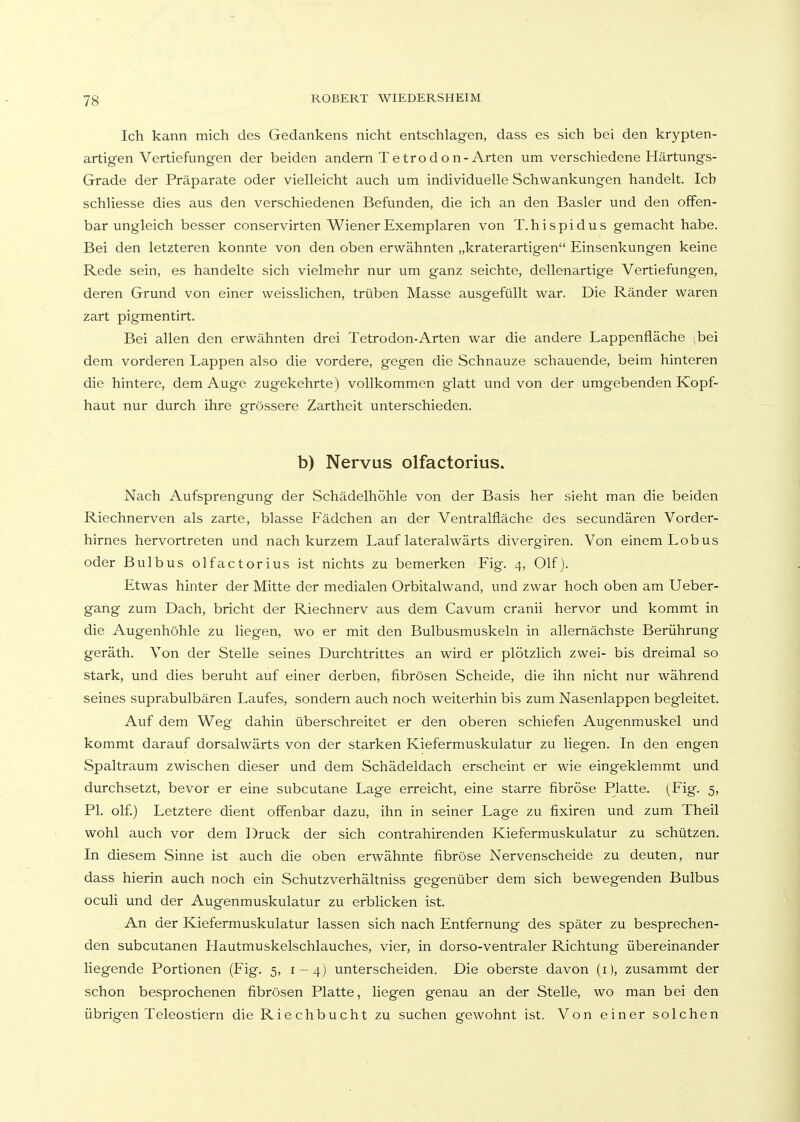 Ich kann mich des Gedankens nicht entschlagen, dass es sich bei den krypten- artigen Vertiefungen der beiden andern Tetrodon-Arten um verschiedene Härtungs- Grade der Präparate oder vielleicht auch um individuelle Schwankungen handelt. Ich schliesse dies aus den verschiedenen Befunden, die ich an den Basler und den offen- bar ungleich besser conservirten Wiener Exemplaren von T.hispidus gemacht habe. Bei den letzteren konnte von den oben erwähnten „kraterartigen Einsenkungen keine Rede sein, es handelte sich vielmehr nur um ganz seichte, dellenartige Vertiefungen, deren Grund von einer weisslichen, trüben Masse ausgefüllt war. Die Ränder waren zart pigmentirt. Bei allen den erwähnten drei Tetrodon-Arten war die andere Lappenfläche ;bei dem vorderen Lappen also die vordere, gegen die Schnauze schauende, beim hinteren die hintere, dem Auge zugekehrte) vollkommen glatt und von der umgebenden Kopf- haut nur durch ihre grössere Zartheit unterschieden. b) Nervus olfactorius. Nach Aufsprengung der Schädelhöhle von der Basis her sieht man die beiden Riechnerven als zarte, blasse Fädchen an der Ventralfläche des secundären Vorder- hirnes hervortreten und nach kurzem Lauf lateralwärts divergiren. Von einem Lobus oder Bulbus olfactorius ist nichts zu bemerken Fig. 4, Olf). Etwas hinter der Mitte der medialen Orbitalwand, und zwar hoch oben am Ueber- gang zum Dach, bricht der Riechnerv aus dem Cavum cranii hervor und kommt in die Augenhöhle zu liegen, wo er mit den Bulbusmuskeln in allernächste Berührung geräth. Von der Stelle seines Durchtrittes an wird er plötzlich zwei- bis dreimal so stark, und dies beruht auf einer derben, fibrösen Scheide, die ihn nicht nur während seines suprabulbären Laufes, sondern auch noch weiterhin bis zum Nasenlappen begleitet. Auf dem Weg dahin überschreitet er den oberen schiefen Augenmuskel und kommt darauf dorsalwärts von der starken Kiefermuskulatur zu liegen. In den engen Spaltraum zwischen dieser und dem Schädeldach erscheint er wie eingeklemmt und durchsetzt, bevor er eine subcutane Lage erreicht, eine starre fibröse Platte. (Fig. 5, PI. olf) Letztere dient offenbar dazu, ihn in seiner Lage zu fixiren und zum Theil wohl auch vor dem Druck der sich contrahirenden Kiefermuskulatur zu schützen. In diesem Sinne ist auch die oben erwähnte fibröse Nervenscheide zu deuten, nur dass hierin auch noch ein Schutzverhältniss gegenüber dem sich bewegenden Bulbus oculi und der Augenmuskulatur zu erblicken ist. An der Kiefermuskulatur lassen sich nach Entfernung des später zu besprechen- den subcutanen Hautmuskelschlauches, vier, in dorso-ventraler Richtung übereinander liegende Portionen (Fig. 5, 1-4) unterscheiden. Die oberste davon (i), zusammt der schon besprochenen fibrösen Platte, liegen genau an der Stelle, wo man bei den übrigen Teleostiern die Riech bucht zu suchen gewohnt ist. Von einer solchen