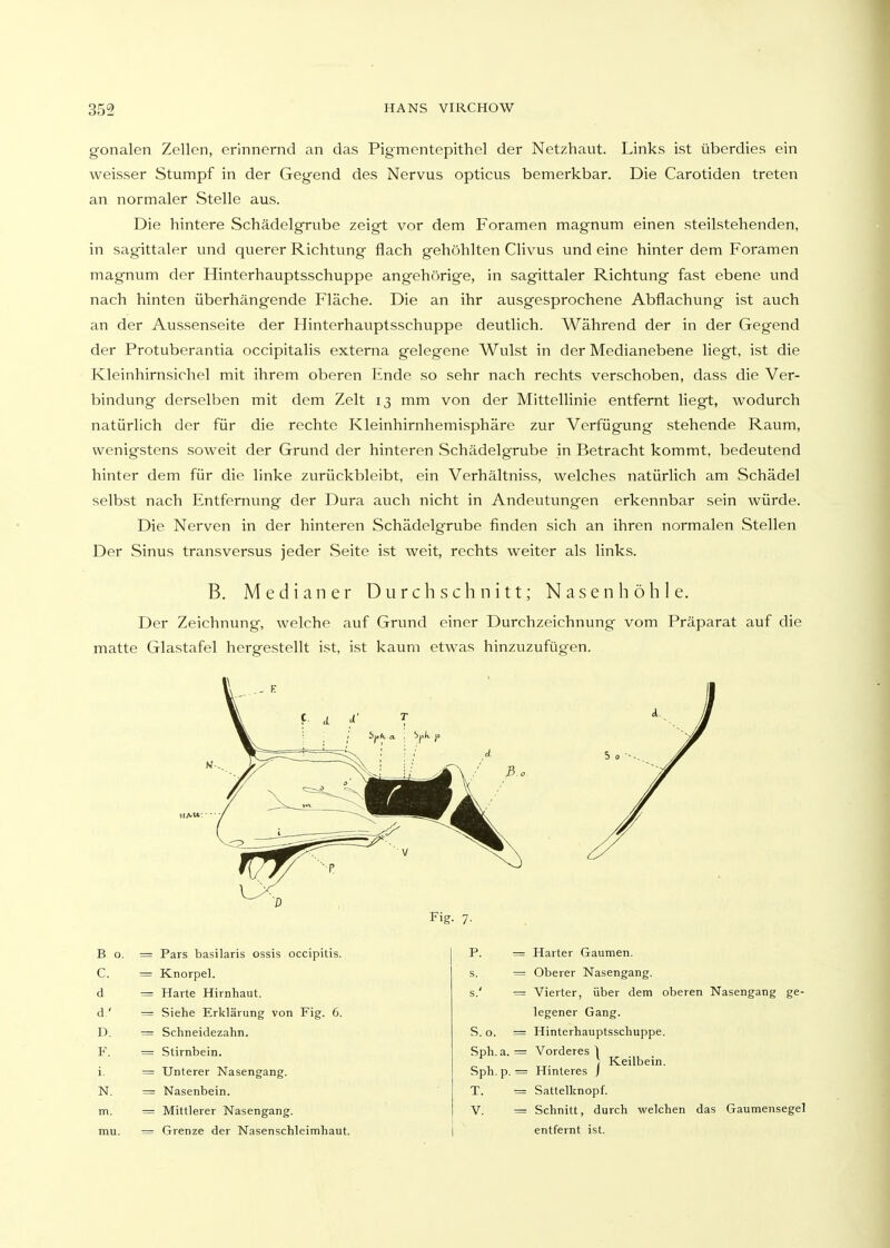 gonalen Zellen, erinnernd an das Pigmentepithel der Netzhaut. Links ist überdies ein weisser Stumpf in der Gegend des Nervus opticus bemerkbar. Die Carotiden treten an normaler Stelle aus. Die hintere Schädelgrube zeigt vor dem Foramen magnum einen steilstehenden, in sagittaler und querer Richtung flach gehöhlten Clivus und eine hinter dem Foramen magnum der Hinterhauptsschuppe angehörige, in sagittaler Richtung fast ebene und nach hinten überhängende Fläche. Die an ihr ausgesprochene Abflachung ist auch an der Aussenseite der Hinterhauptsschuppe deutlich. Während der in der Gegend der Protuberantia occipitalis externa gelegene Wulst in der Medianebene liegt, ist die Kleinhirnsichel mit ihrem oberen Ende so sehr nach rechts verschoben, dass die Ver- bindung derselben mit dem Zelt 13 mm von der Mittellinie entfernt liegt, wodurch natürlich der für die rechte Kleinhirnhemisphäre zur Verfügung stehende Raum, wenigstens soweit der Grund der hinteren Schädelgrube in Betracht kommt, bedeutend hinter dem für die linke zurückbleibt, ein Verhältniss, welches natürlich am Schädel selbst nach Entfernung der Dura auch nicht in Andeutungen erkennbar sein würde. Die Nerven in der hinteren Schädelgrube finden sich an ihren normalen Stellen Der Sinus transversus jeder Seite ist weit, rechts weiter als links. Der Zeichnung, welche auf Grund einer Durchzeichnung vom Präparat auf die matte Glastafel hergestellt ist, ist kaum etwas hinzuzufügen. B. Medianer Durchschnitt; N a s e n h ö h 1 e. Fig. 7. B o. Pars basilaris ossis occipitis. Knorpel. Harte Hirnhaut. Siehe Erklärung von Fig. 6. Schneidezahn. Stirnbein. Unterer Nasengang. Nasenbein. Mittlerer Nasengang. Grenze der Nasenschleimhaut. P. = Harter Gaumen. d C. s. ■= Oberer Nasengang. s.' ■= Vierter, über dem oberen Nasengang ge- d ' legener Gang. D. S. o. = Hinterhauptsschuppe. F. 1. N, mu. m. T. = Sattelknopf. V. = Schnitt, durch welchen das Gaumensegel entfernt ist.