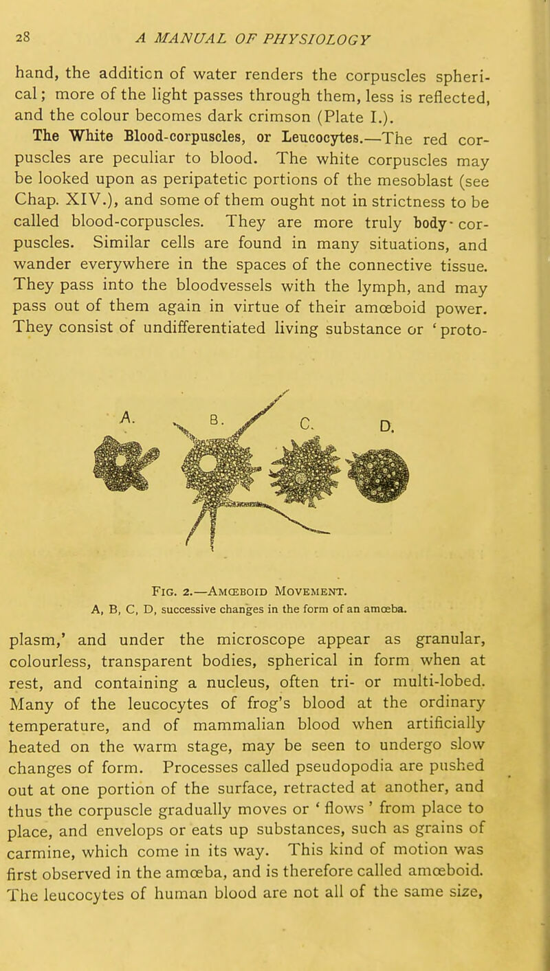 hand, the addition of water renders the corpuscles spheri- cal ; more of the light passes through them, less is reflected, and the colour becomes dark crimson (Plate I,). The White Blood-corpuscles, or Leucocytes.—The red cor- puscles are peculiar to blood. The white corpuscles may be looked upon as peripatetic portions of the mesoblast (see Chap. XIV.), and some of them ought not in strictness to be called blood-corpuscles. They are more truly body cor- puscles. Similar cells are found in many situations, and wander everywhere in the spaces of the connective tissue. They pass into the bloodvessels with the lymph, and may pass out of them again in virtue of their amoeboid power. They consist of undifferentiated living substance or ' proto- FiG. 2.—Amceboid Movement. A, B, C, D, successive changes in the form of an amosba. plasm,' and under the microscope appear as granular, colourless, transparent bodies, spherical in form when at rest, and containing a nucleus, often tri- or multi-lobed. Many of the leucocytes of frog's blood at the ordinary temperature, and of mammalian blood when artificially heated on the warm stage, may be seen to undergo slow changes of form. Processes called pseudopodia are pushed out at one portion of the surface, retracted at another, and thus the corpuscle gradually moves or ' flows ' from place to place, and envelops or eats up substances, such as grains of carmine, which come in its way. This kind of motion was first observed in the amoeba, and is therefore called amoeboid. The leucocytes of human blood are not all of the same size,