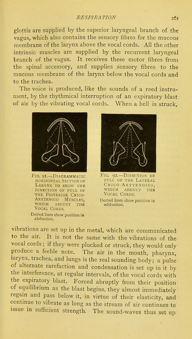 glottis are supplied by the superior laryngeal branch of the vagus, which also contains the sensory fibres for the mucous membrane of the larynx above the vocal cords. All the other intrinsic muscles are supplied by the recurrent laryngeal branch of the vagus. It receives these motor fibres from the spinal accessory, and supplies sensory fibres to the mucous membrane of the larynx below the vocal cords and to the trachea. The voice is produced, like the sounds of a reed instru- ment, by the rhythmical interruption of an expiratory blast of air by the vibrating vocal cords. When a bell is struck, Fig. 91.—Diagrammatic horizontal section of Larynx to show the direction of pull of THE Posterior Crico- arytenoid Muscles, WHICH abduct the Vocal Cords. Dotted lines show position in abduction. Fig. 92.—Direction of PULL of the Lateral Crico-Arytenoids, WHICH ADDUCT the Vocal Cords. Dotted lines show position in adduction. vibrations are set up in the metal, which are communicated to the air. It is not the same with the vibrations of the vocal cords; if they were plucked or struck, they would only produce a feeble note. The air in the mouth, pharynx, larynx, trachea, and lungs is the real sounding body; a pulse of alternate rarefaction and condensation is set up in it by the interference, at regular intervals, of the vocal cords with the expiratory blast. Forced abruptly from their position of equilibrium as the blast begins, they almost immediately regain and pass below it, in virtue of their elasticity, and continue to vibrate as long as the stream of air continues to issue m sufficient strength. The sound-waves thus set up