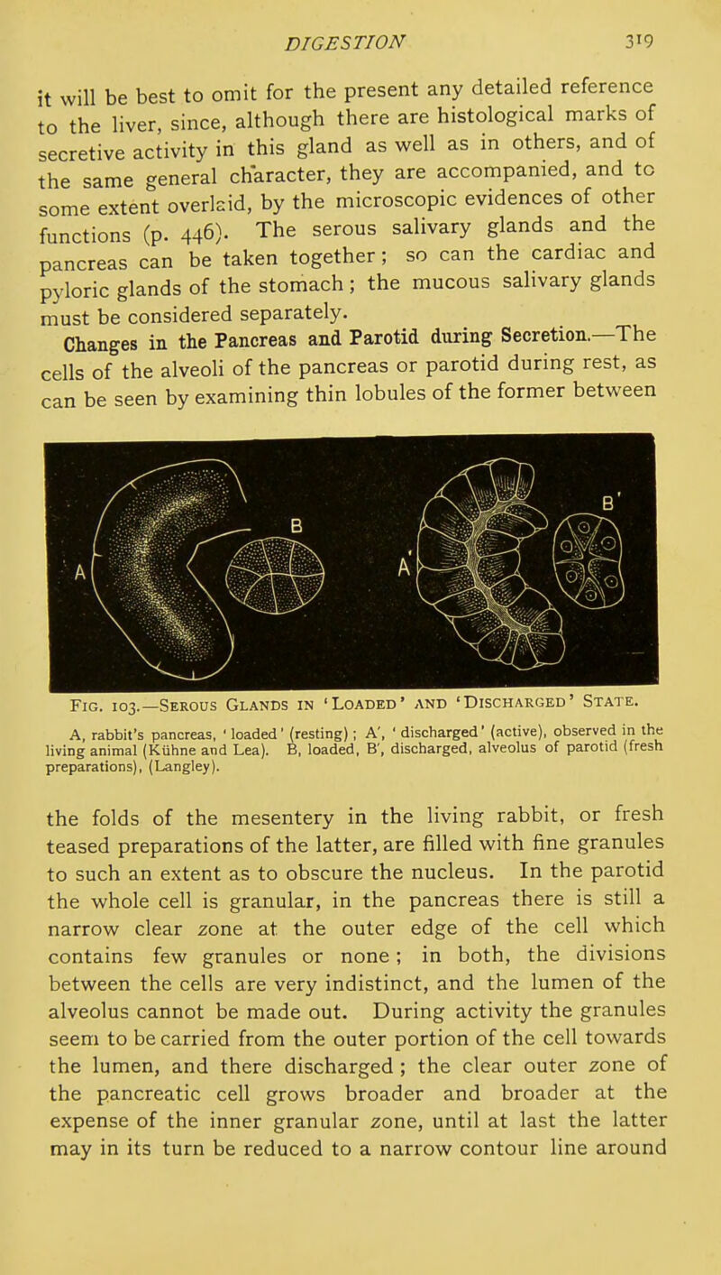 it will be best to omit for the present any detailed reference to the liver, since, although there are histological marks of secretive activity in this gland as well as in others, and of the same general character, they are accompamed, and to some extent overlaid, by the microscopic evidences of other functions (p. 446). The serous salivary glands and the pancreas can be taken together; so can the cardiac and pyloric glands of the stomach ; the mucous salivary glands must be considered separately. Changes in the Pancreas and Parotid during Secretion.—The cells of the alveoli of the pancreas or parotid during rest, as can be seen by examining thin lobules of the former between Fig. 103.—Serous Glands in 'Loaded' and 'Discharged' State A, rabbit's pancreas, ' loaded (resting); A', ' discharged (active), observed in the living animal (Kuhne and Lea). B, loaded, B', discharged, alveolus of parotid (fresh preparations), (Langley). the folds of the mesentery in the living rabbit, or fresh teased preparations of the latter, are filled with fine granules to such an extent as to obscure the nucleus. In the parotid the whole cell is granular, in the pancreas there is still a narrow clear zone at the outer edge of the cell which contains few granules or none; in both, the divisions between the cells are very indistinct, and the lumen of the alveolus cannot be made out. During activity the granules seem to be carried from the outer portion of the cell towards the lumen, and there discharged ; the clear outer zone of the pancreatic cell grows broader and broader at the expense of the inner granular zone, until at last the latter may in its turn be reduced to a narrow contour line around