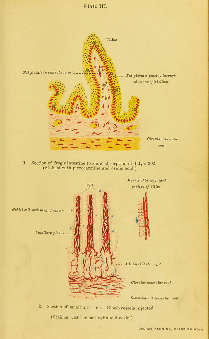 Plate III. Villus Fat globule in central lacteal ■ ''> ■ ^^^^ Fat globules pasting through columnar epithelium ^^^^ ■vV- Circular muncular coat 1. Section of frog's intestine to show absorption of fat, x 300. (Stained with picrocarmine and osmic acid.) 3for« highly magnified ' ' . '  Longitudinal muscular coat I. Section of small intestine. Blood-vessels injected. (Stained with htematoxylin and eosin.) GEORGE KENNINO, COLOR PRINTER