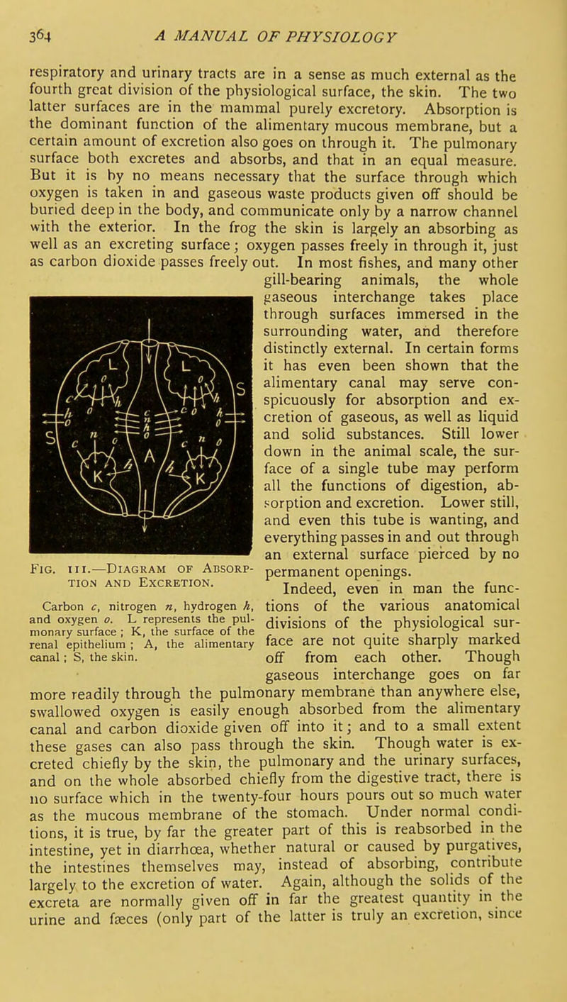 respiratory and urinary tracts are in a sense as much external as the fourth great division of the physiological surface, the skin. The two latter surfaces are in the mammal purely excretory. Absorption is the dominant function of the alimentary mucous membrane, but a certain amount of excretion also goes on through it. The pulmonary surface both excretes and absorbs, and that in an equal measure. But it is by no means necessary that the surface through which oxygen is taken in and gaseous waste products given off should be buried deep in the body, and communicate only by a narrow channel with the exterior. In the frog the skin is largely an absorbing as well as an excreting surface; oxygen passes freely in through it, just as carbon dioxide passes freely out. In most fishes, and many other gill-bearing animals, the whole gaseous interchange takes place through surfaces immersed in the surrounding water, and therefore distinctly external. In certain forms it has even been shown that the alimentary canal may serve con- spicuously for absorption and ex- cretion of gaseous, as well as liquid and solid substances. Still lower down in the animal scale, the sur- face of a single tube may perform all the functions of digestion, ab- sorption and excretion. Lower still, and even this tube is wanting, and everything passes in and out through an external surface pierced by no permanent openings. Indeed, even in man the func- tions of the various anatomical -- , „ , , ,-, divisions of the physiological sur- monary surface ; K, the surface of the ■ t. i i j renal epitheUum ; A, the alimentary face are not quite sharply marked canal; S, the skin. off from each Other. Though gaseous interchange goes on far more readily through the pulmonary membrane than anywhere else, swallowed oxygen is easily enough absorbed from the alimentary canal and carbon dioxide given off into it; and to a small extent these gases can also pass through the skin. Though water is ex- creted chiefly by the skin, the pulmonary and the urinary surfaces, and on the whole absorbed chiefly from the digestive tract, there is no surface which in the twenty-four hours pours out so much water as the mucous membrane of the stomach. Under normal condi- tions, it is true, by far the greater part of this is reabsorbed m the intestine, yet in diarrhoea, whether natural or caused by purgatives, the intestines themselves may, instead of absorbing, contribute largely to the excretion of water. Again, although the solids of the excreta are normally given off in far the greatest quantity in the urine and fseces (only part of the latter is truly an excretion, since Fig, nr.—Diagram of Absorp- tion AND Excretion. Carbon c, nitrogen n, hydrogen k and oxygen o. L represents the pul