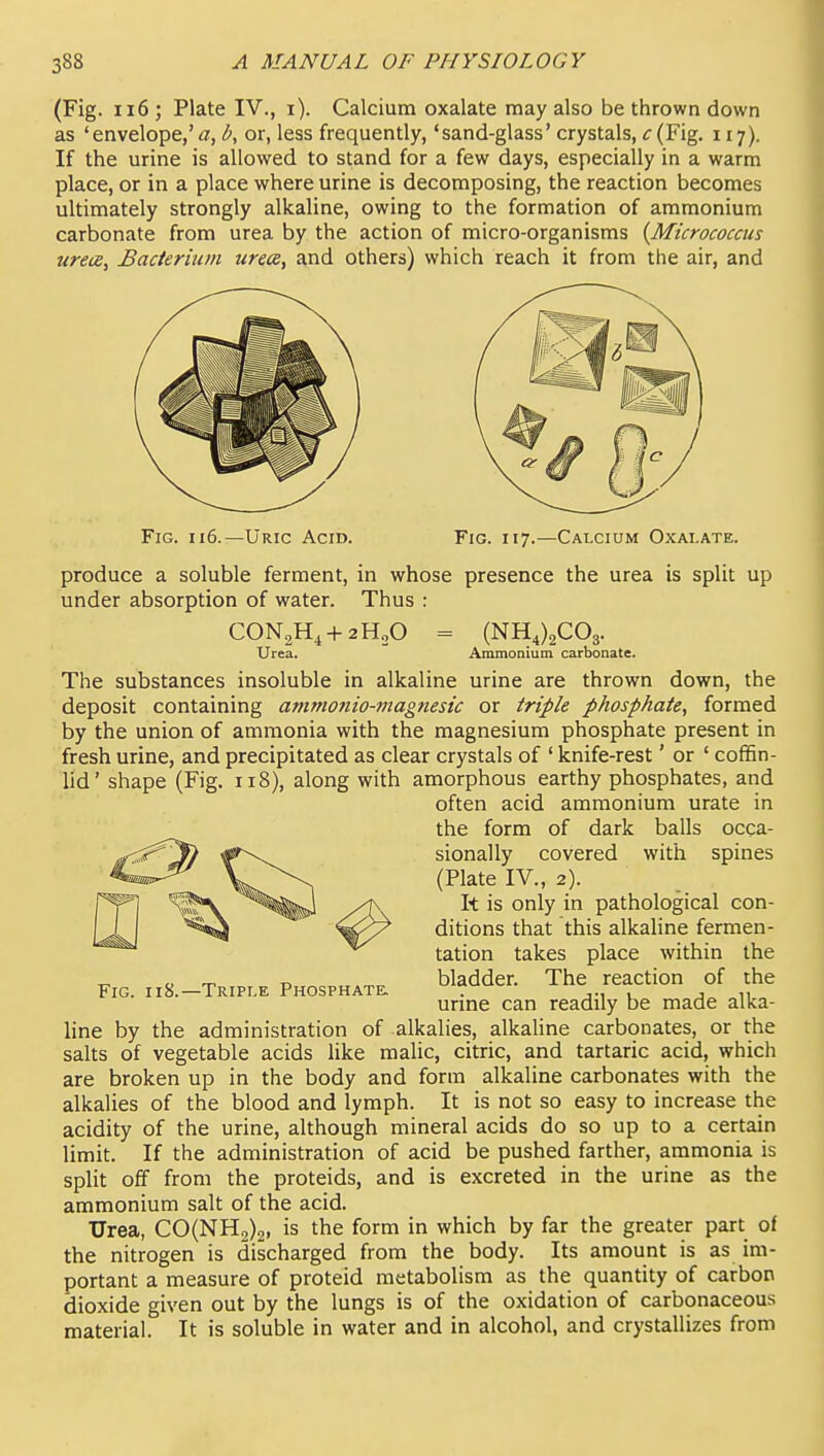 (Fig. ii6 ; Plate IV., i). Calcium oxalate may also be thrown down as 'envelope,'a, by or, less frequently, 'sand-glass' crystals, c(Fig. 117). If the urine is allowed to stand for a few days, especially in a warm place, or in a place where urine is decomposing, the reaction becomes ultimately strongly alkaline, owing to the formation of ammonium carbonate from urea by the action of micro-organisms {Micrococcus urece. Bacterium urece, and others) which reach it from the air, and Fig. 116.—Uric Acid. Fig. 117.—Calcium Oxalate. produce a soluble ferment, in whose presence the urea is split up under absorption of water. Thus : CONsH^-t-aHoO Urea, = (NH,)2C03. Ammonium carbonate. Fig. 1x8.—Triple Phosphate. The substances insoluble in alkaline urine are thrown down, the deposit containing ammo7iio-7nagnesic or triple phosphate, formed by the union of ammonia with the magnesium phosphate present in fresh urine, and precipitated as clear crystals of ' knife-rest' or ' coffin- lid' shape (Fig. 118), along with amorphous earthy phosphates, and often acid ammonium urate in the form of dark balls occa- sionally covered with spines (Plate IV., 2). It is only in pathological con- ditions that this alkaline fermen- tation takes place within the bladder. The reaction of the urine can readily be made alka- line by the administration of alkalies, alkaline carbonates, or the salts of vegetable acids like malic, citric, and tartaric acid, which are broken up in the body and form alkaline carbonates with the alkalies of the blood and lymph. It is not so easy to increase the acidity of the urine, although mineral acids do so up to a certain limit. If the administration of acid be pushed farther, ammonia is split off from the proteids, and is excreted in the urine as the ammonium salt of the acid. Urea, CO(NH2)2, is the form in which by far the greater part of the nitrogen is discharged from the body. Its amount is as im- portant a measure of proteid metabolism as the quantity of carbon dioxide given out by the lungs is of the oxidation of carbonaceous material. It is soluble in water and in alcohol, and crystallizes from